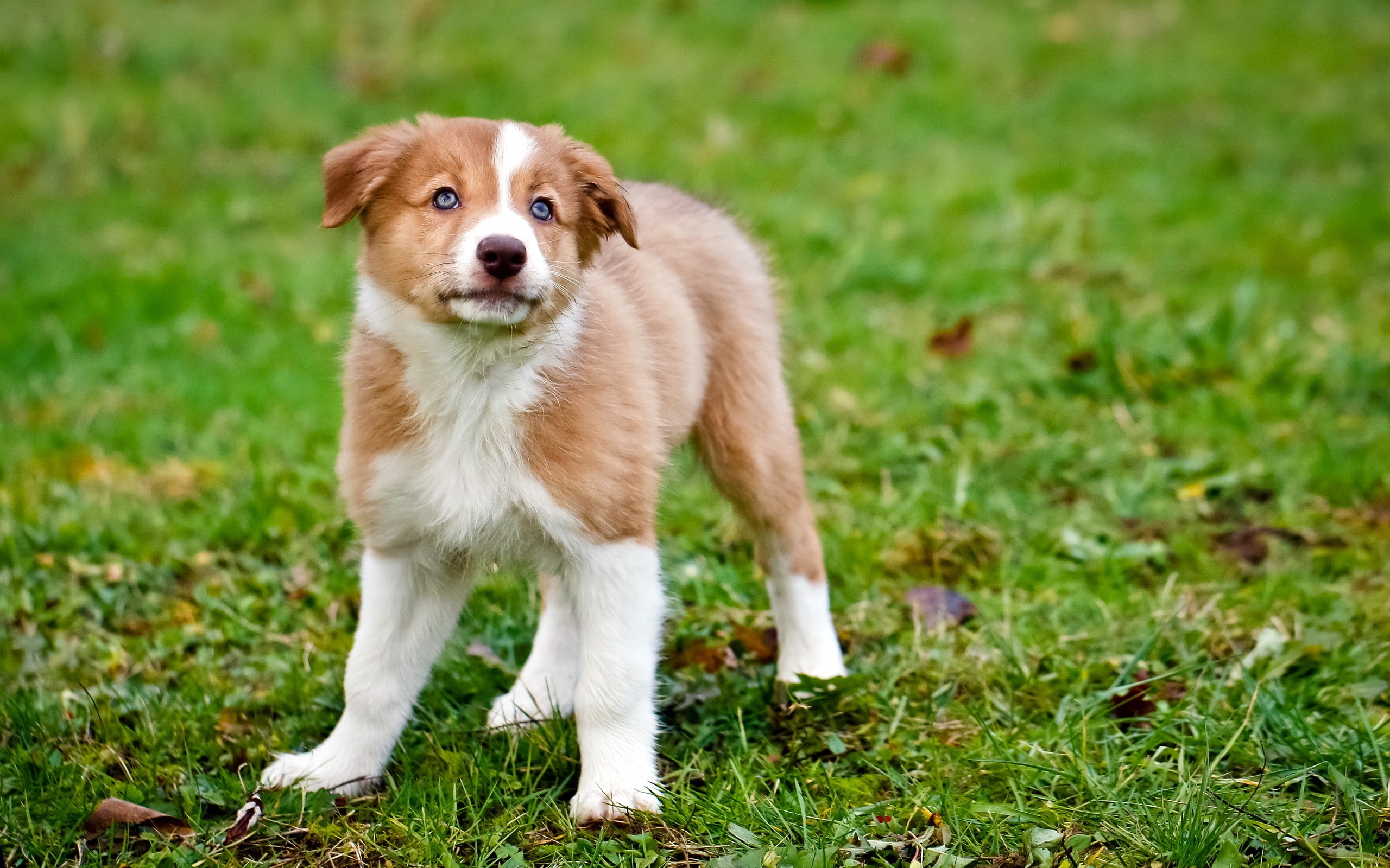 Brown and white Australian Shepherd puppy with blue eyes on grass HD Wallpaper
