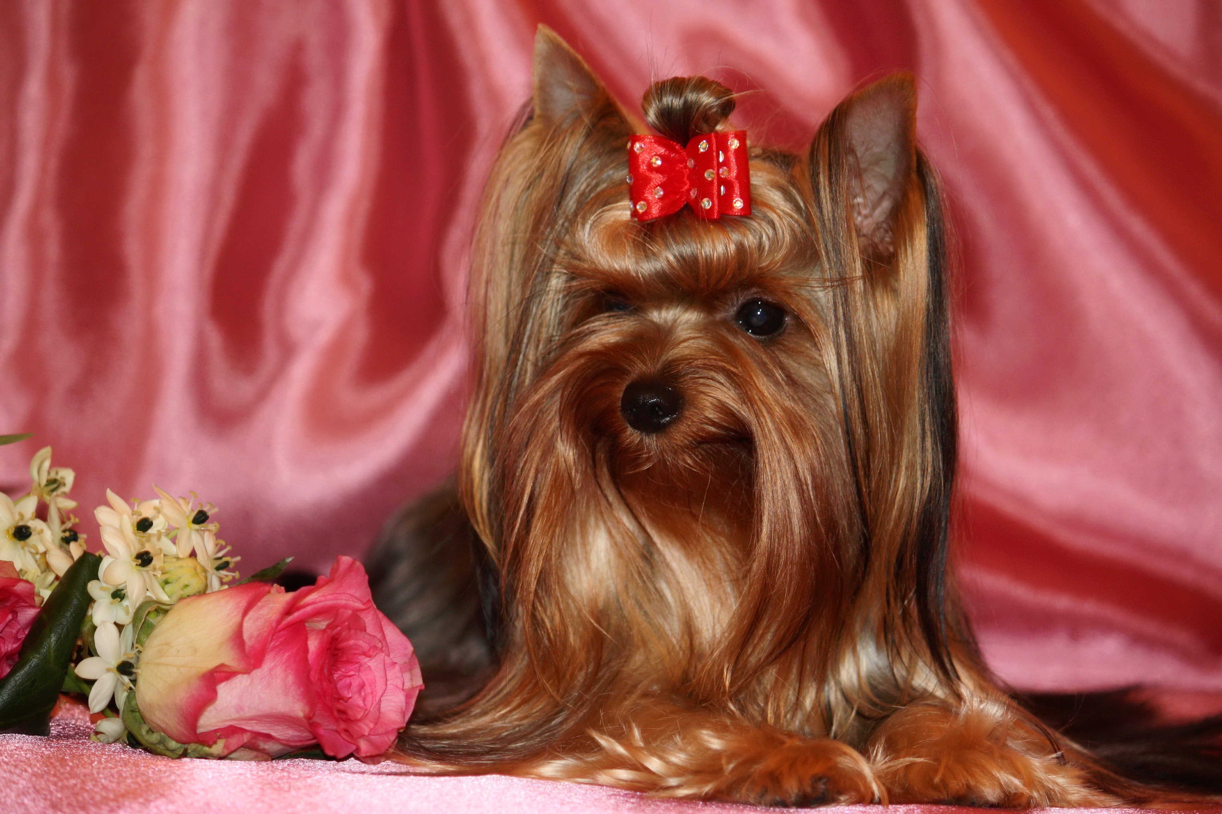 Yorkshire Terrier with Flowers HD Wallpaper