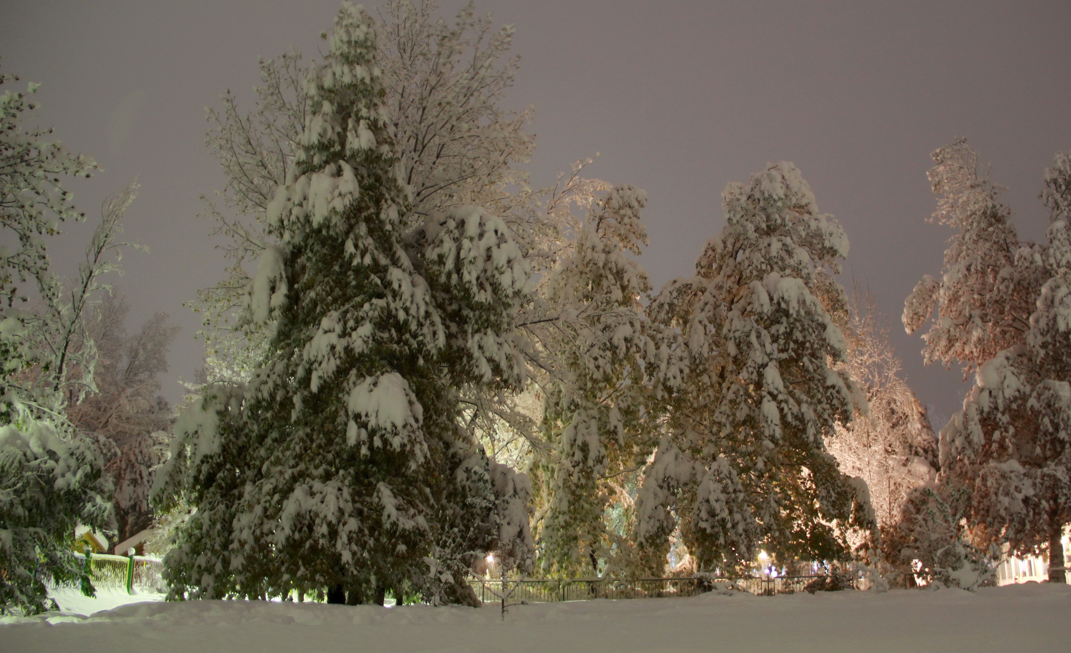 Snow-covered trees at night HD Wallpaper