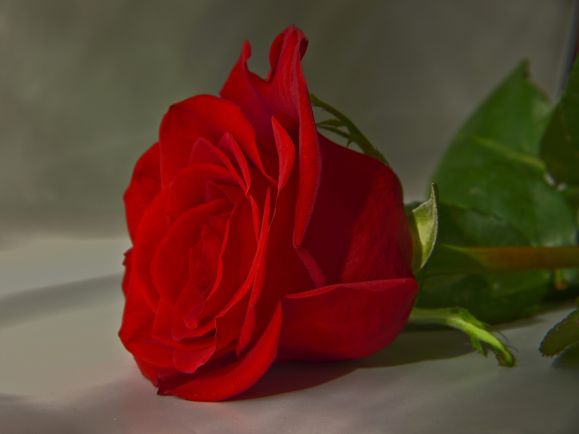 A single red rose with green leaves HD Wallpaper