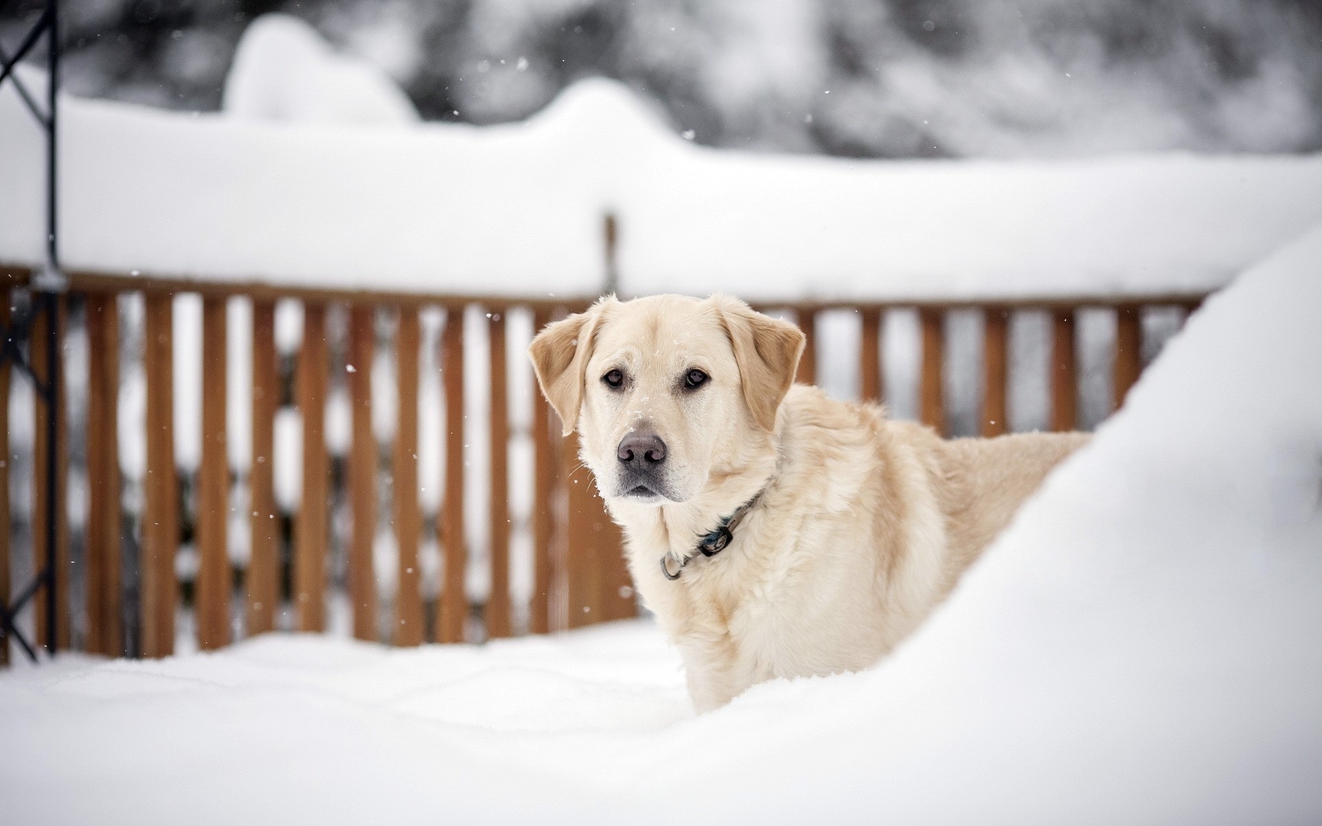 Yellow Labrador dog in the snow HD Wallpaper