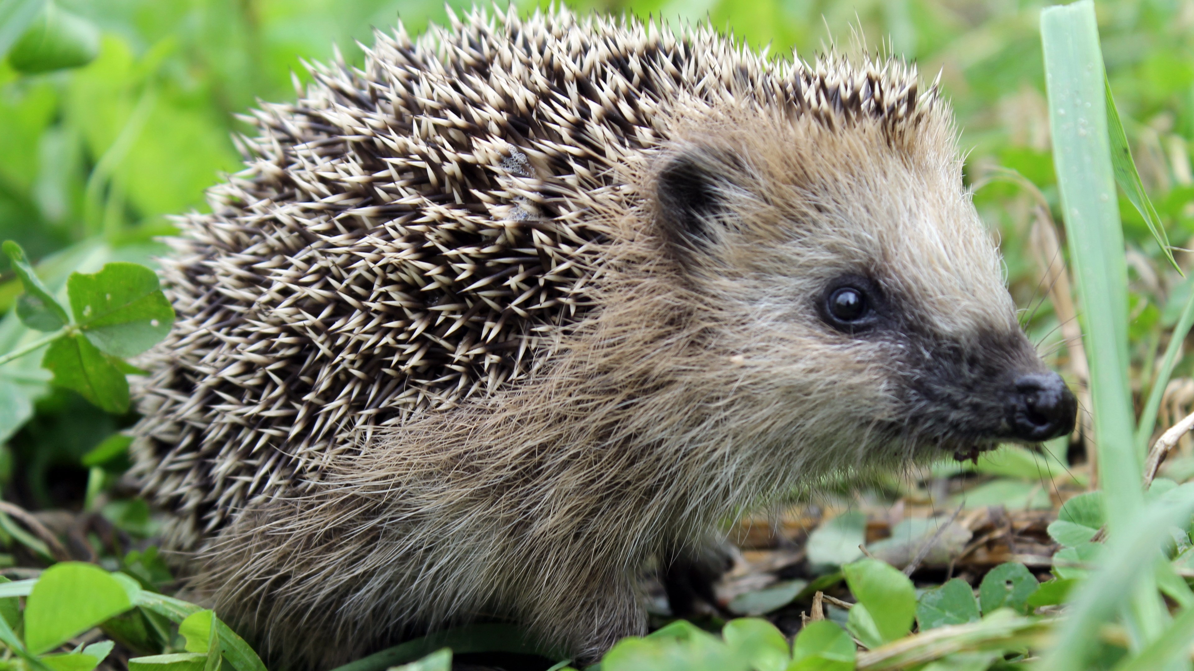Hedgehog in green grass HD Wallpaper