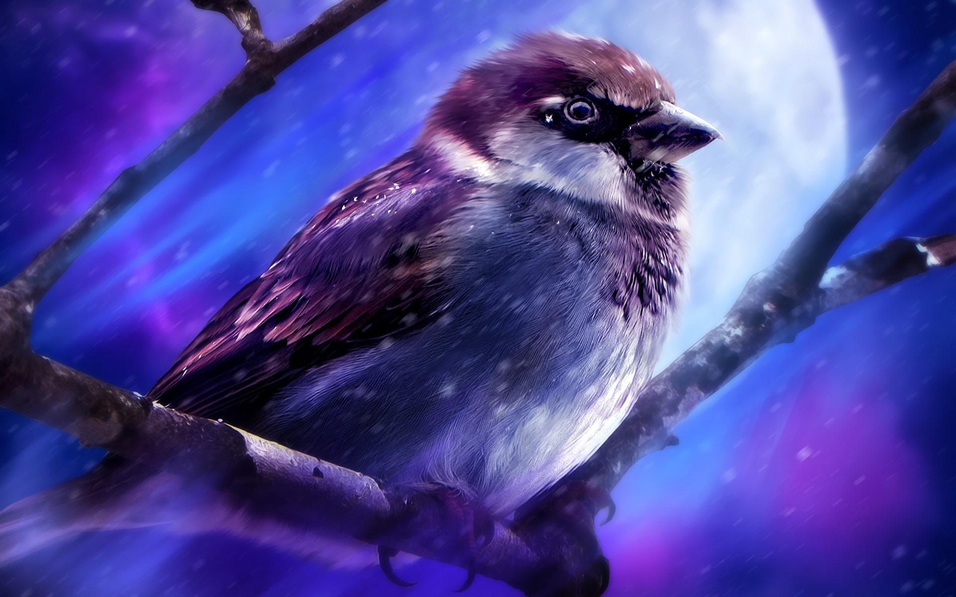 Sparrow perched on a branch at night HD Wallpaper