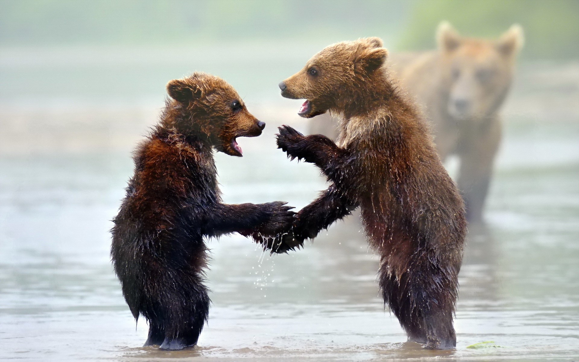 Two young brown bears play in water with another bear behind HD Wallpaper