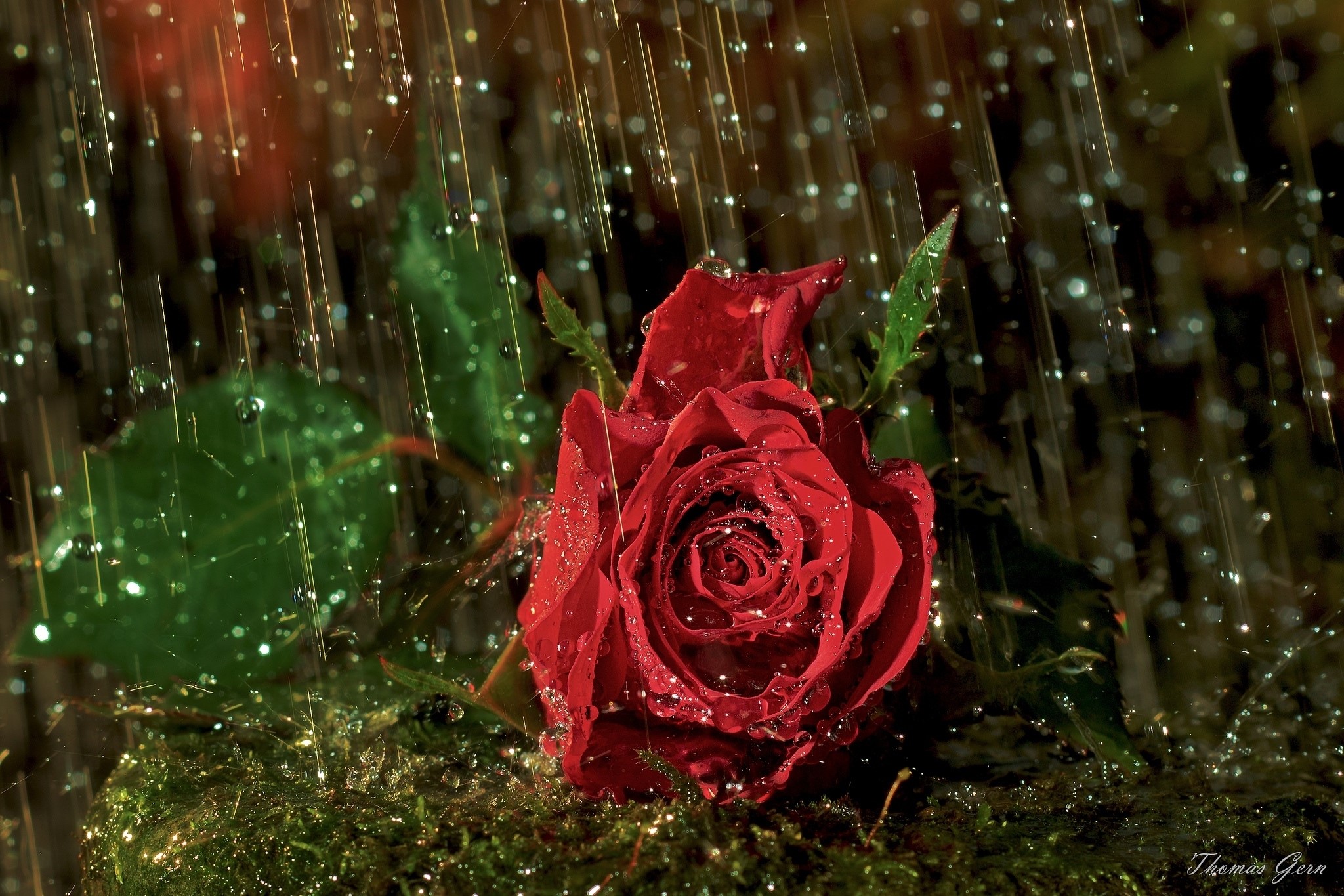 Red rose in the rain HD Wallpaper