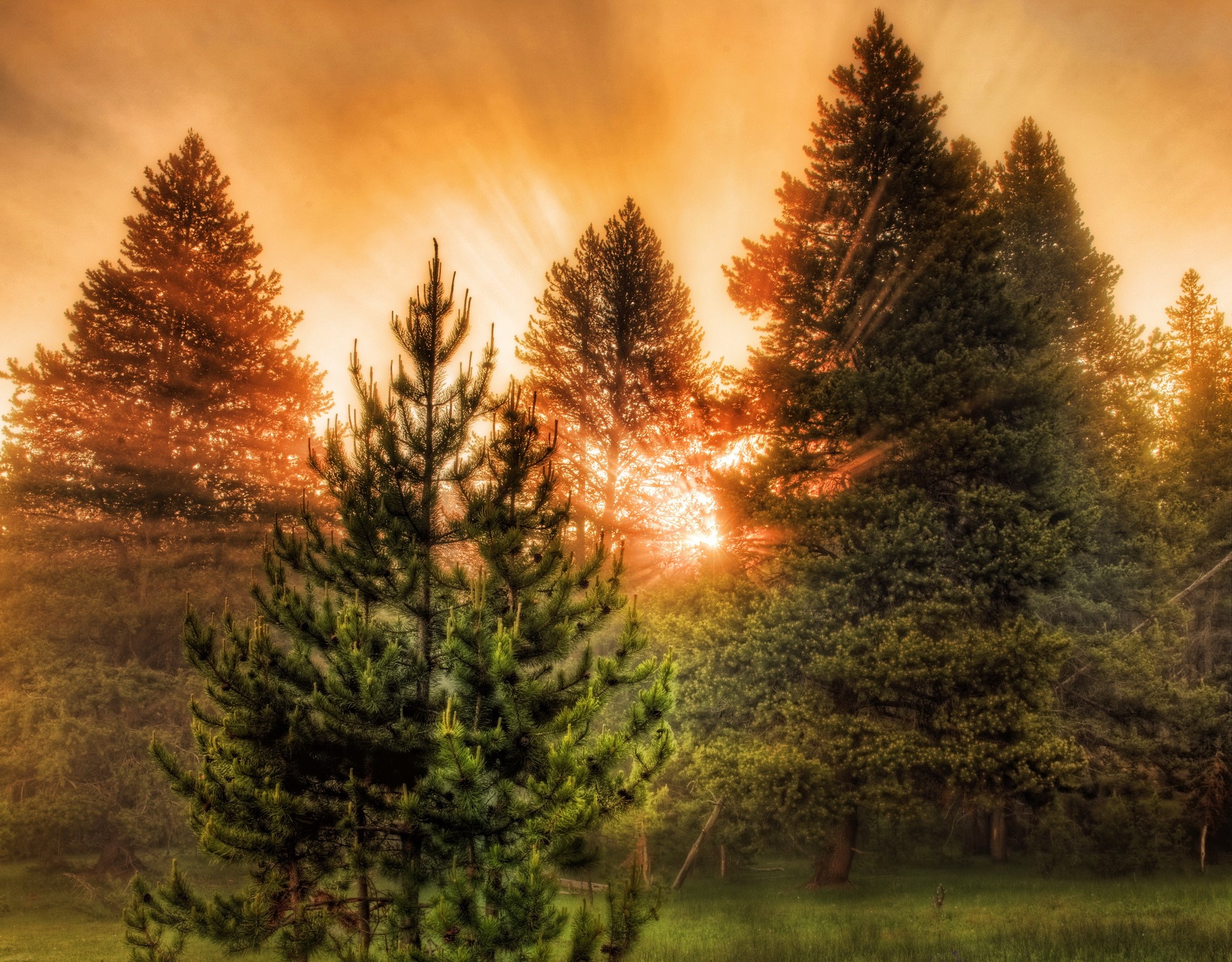 Sunbeams through pine trees in a forest HD Wallpaper