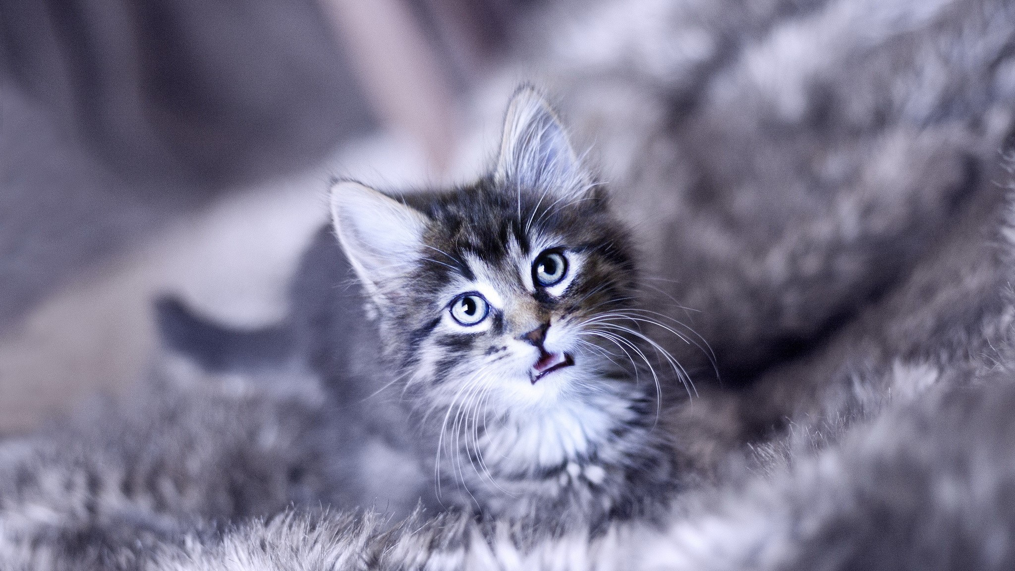 Kitten with blue eyes on a fluffy blanket HD Wallpaper