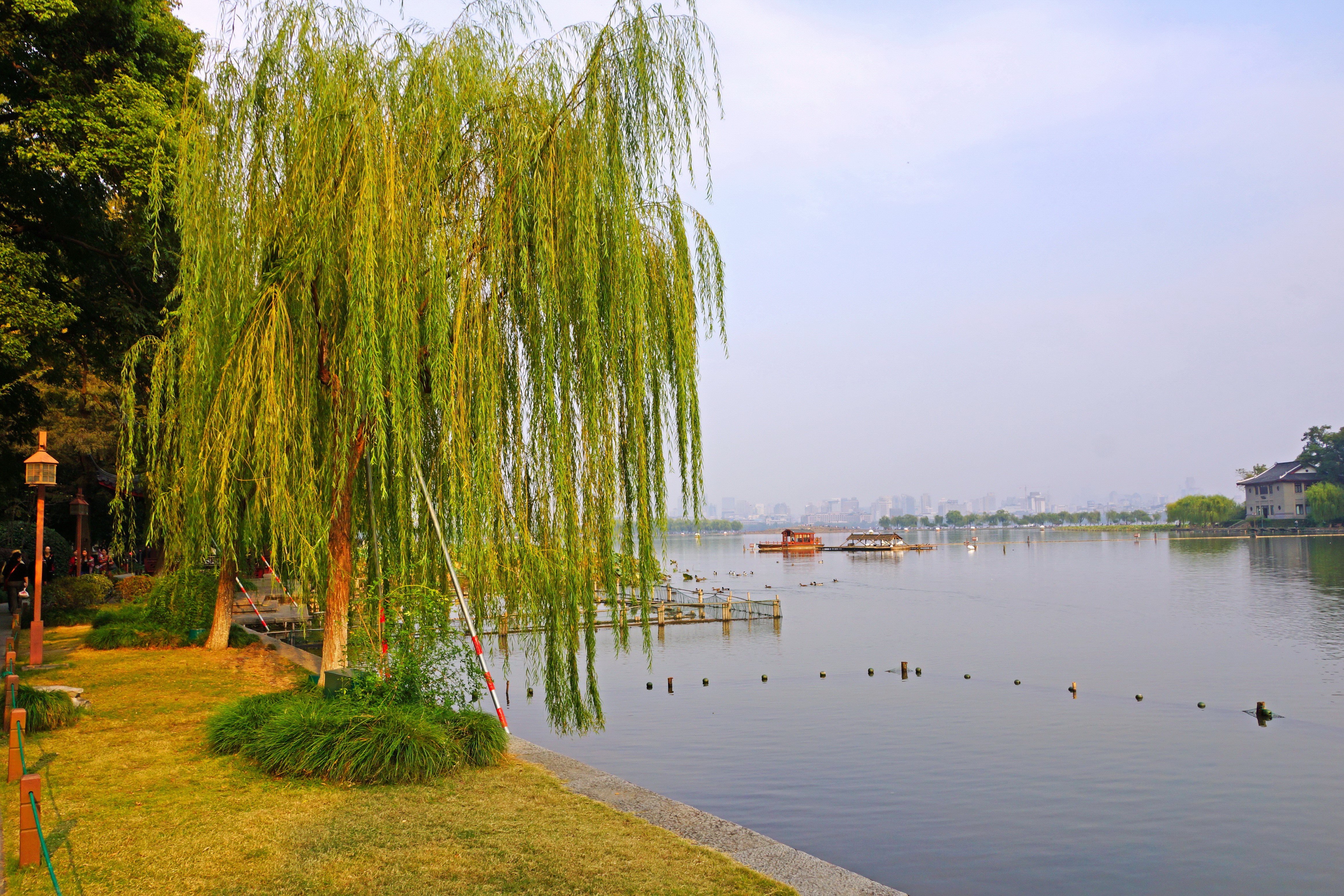 Weeping Willow Tree by a Lake in China HD Wallpaper