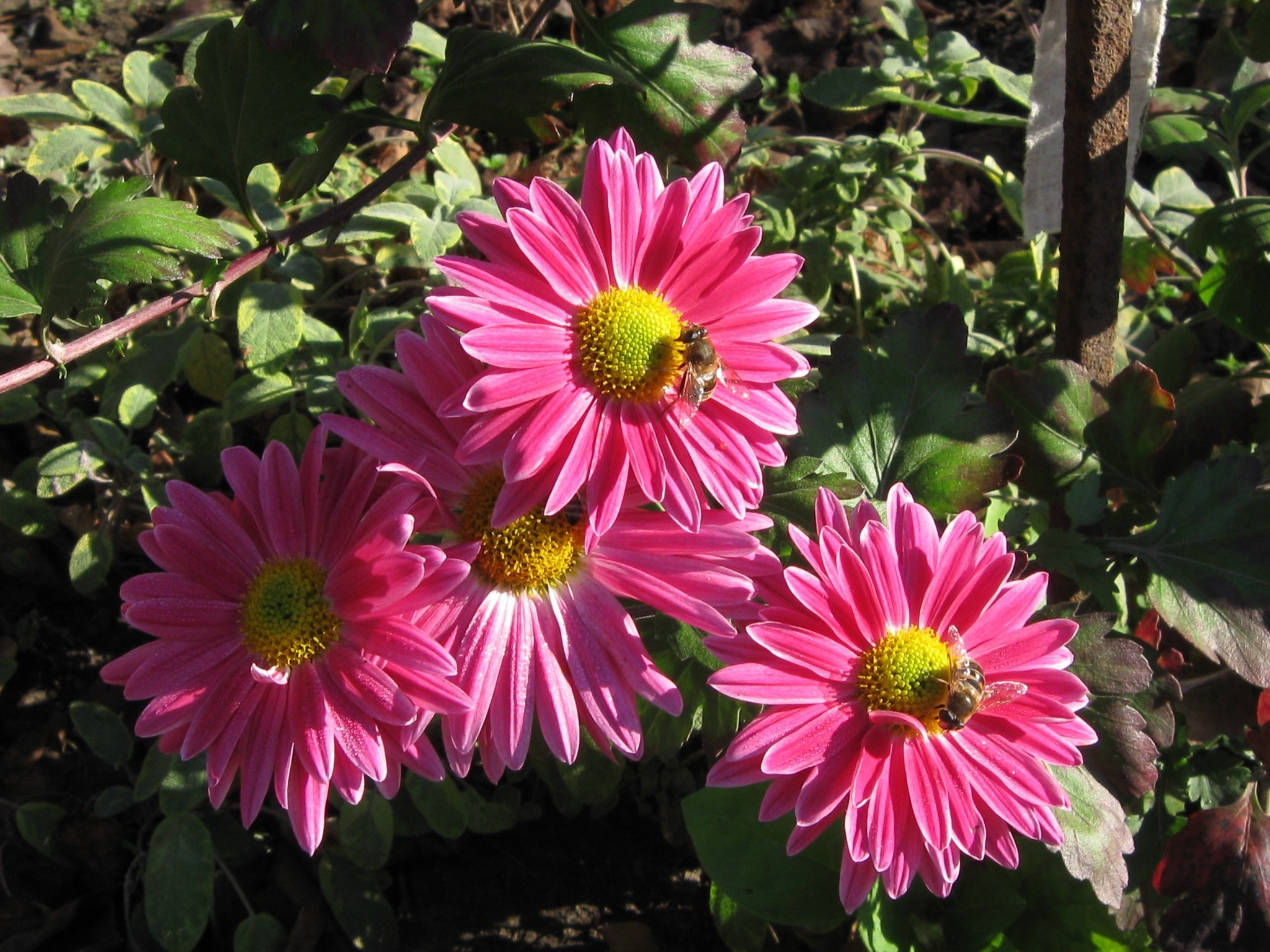 Pink Asters with Bees HD Wallpaper