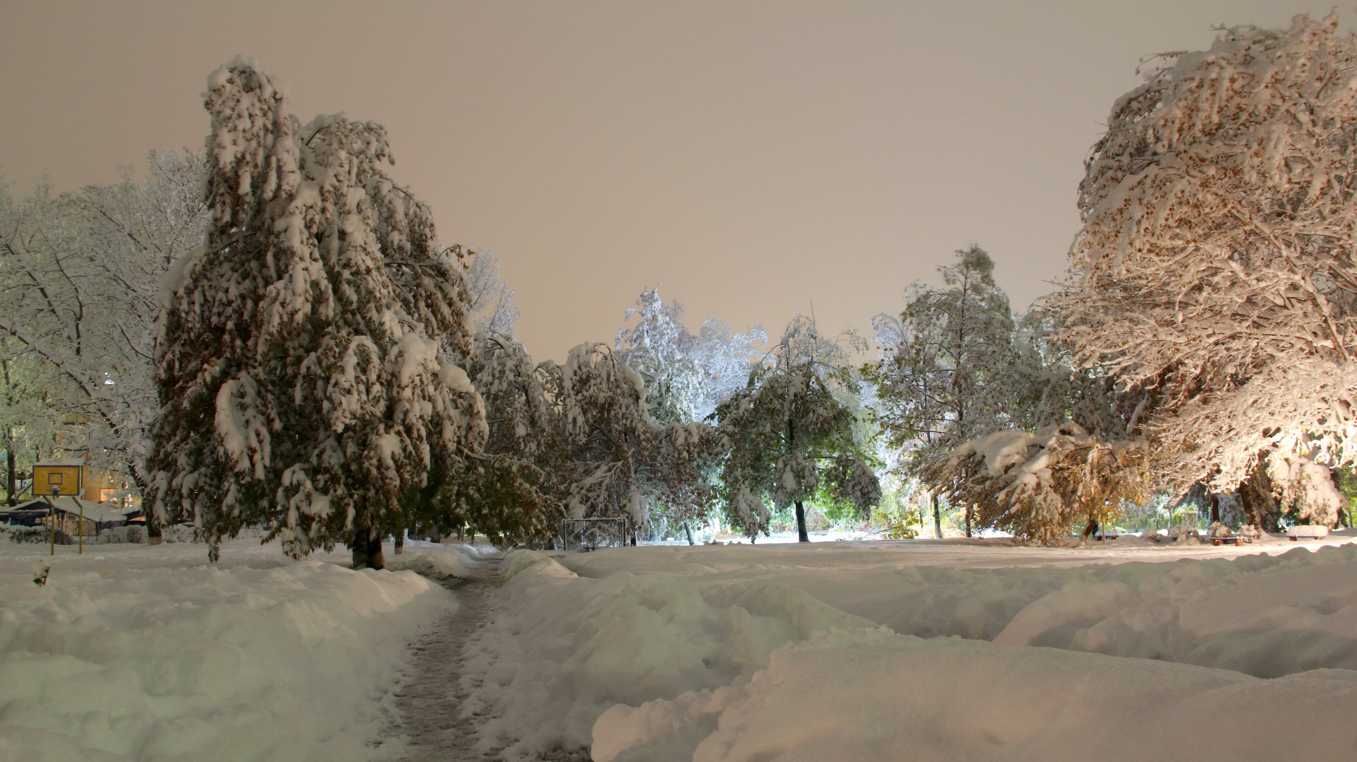 Winter park with snow-covered trees at night HD Wallpaper