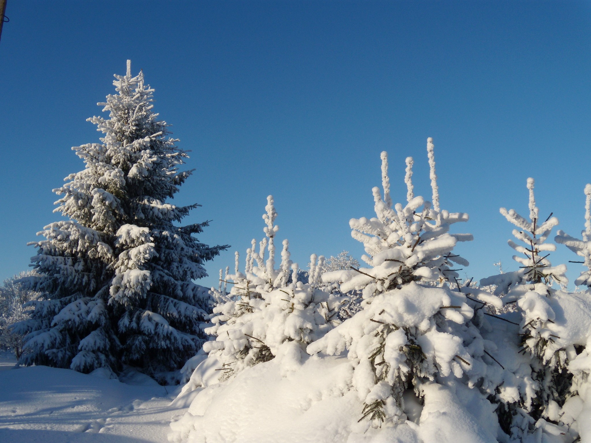 Snow-covered fir trees under a clear blue sky HD Wallpaper