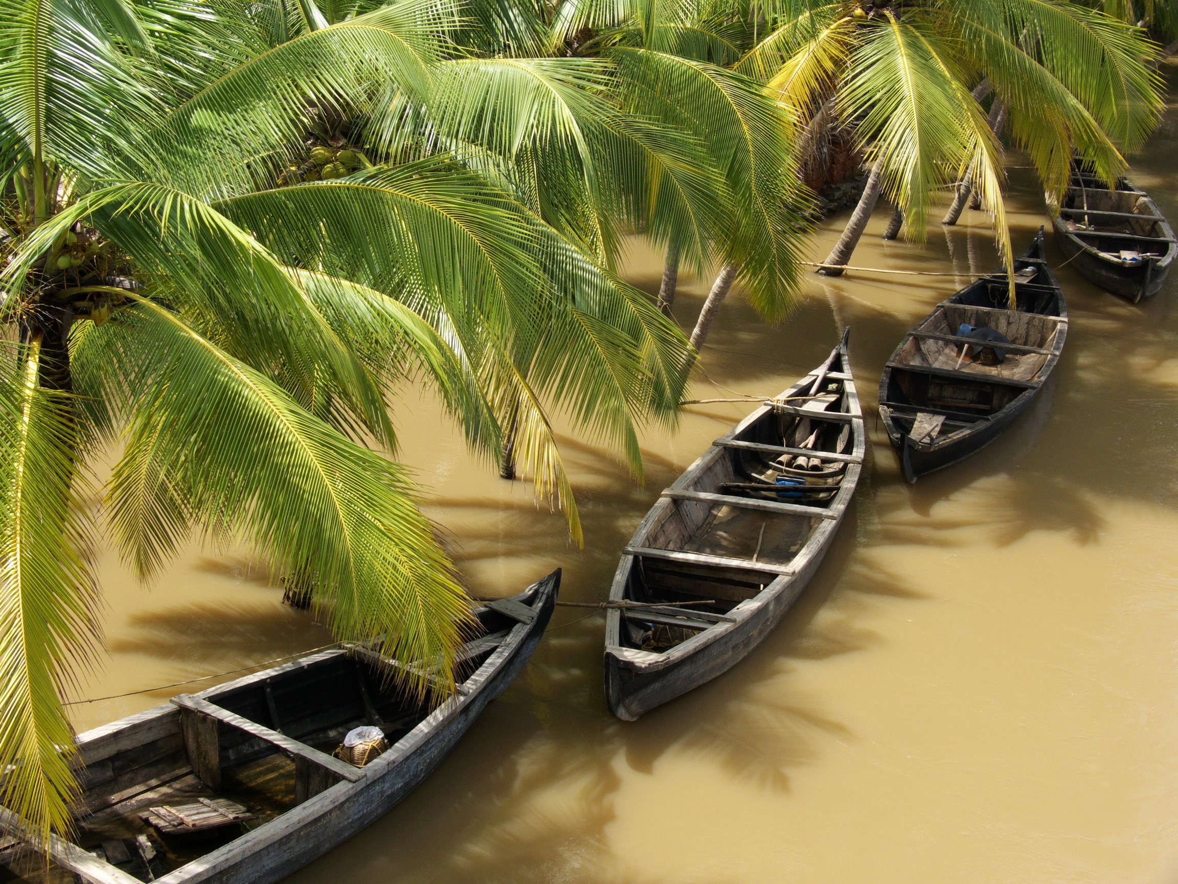 Boats moored in a tropical river under palm trees HD Wallpaper