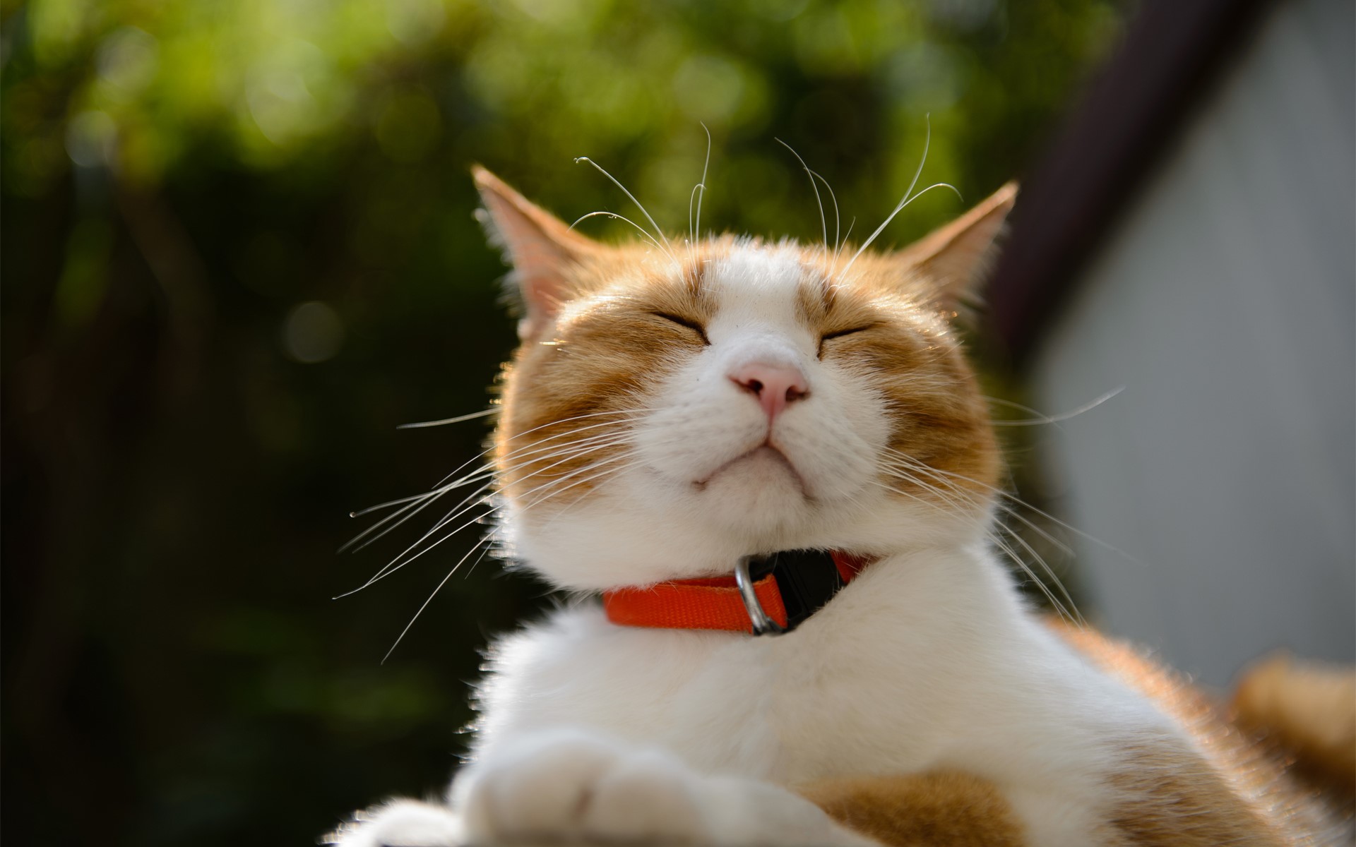 Orange and white cat with eyes closed HD Wallpaper
