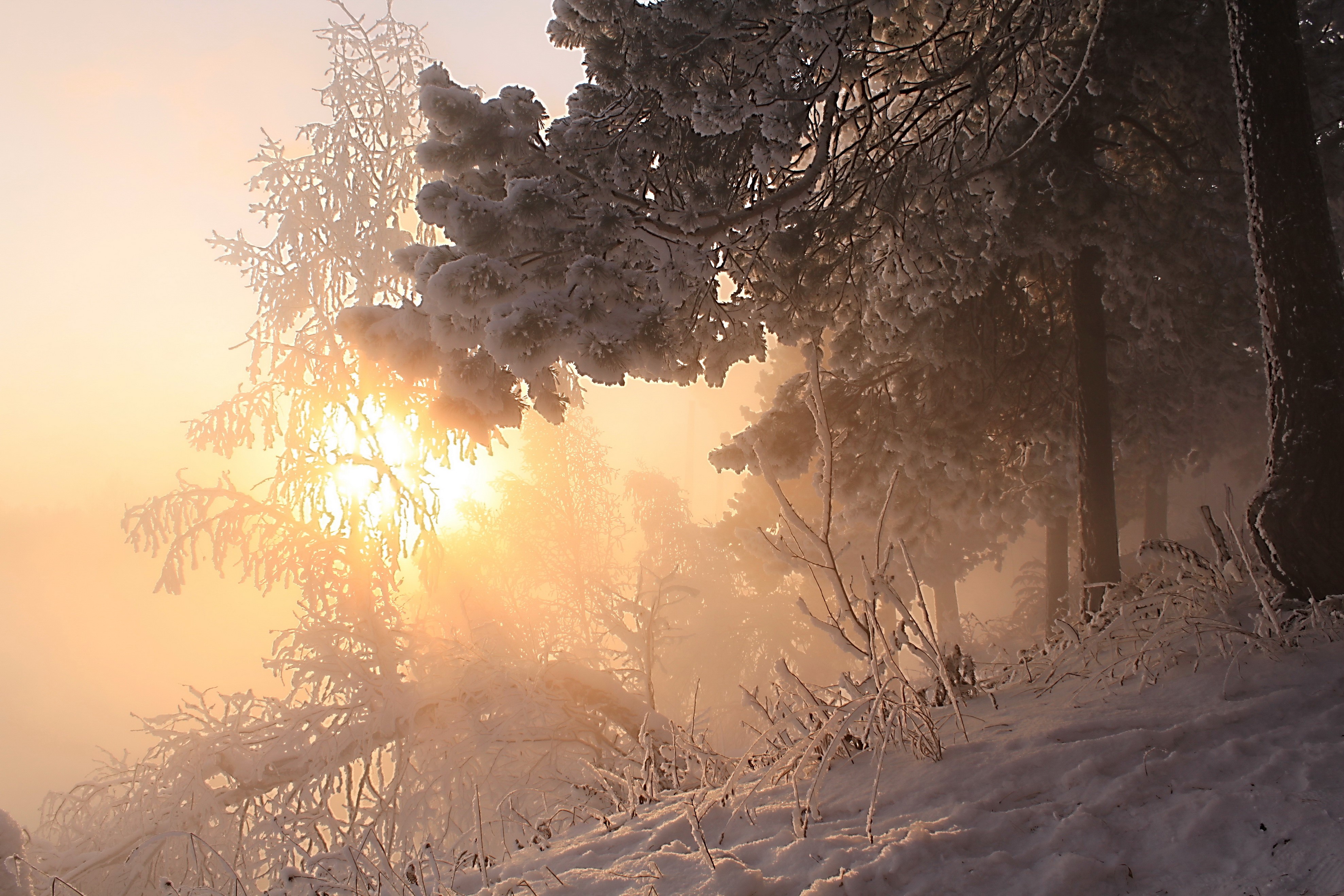 Winter forest with sunbeams through snow-covered trees HD Wallpaper