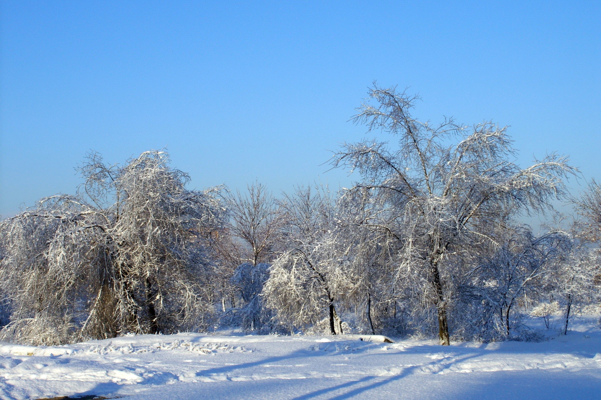 Trees covered in ice and snow under a clear blue sky HD Wallpaper