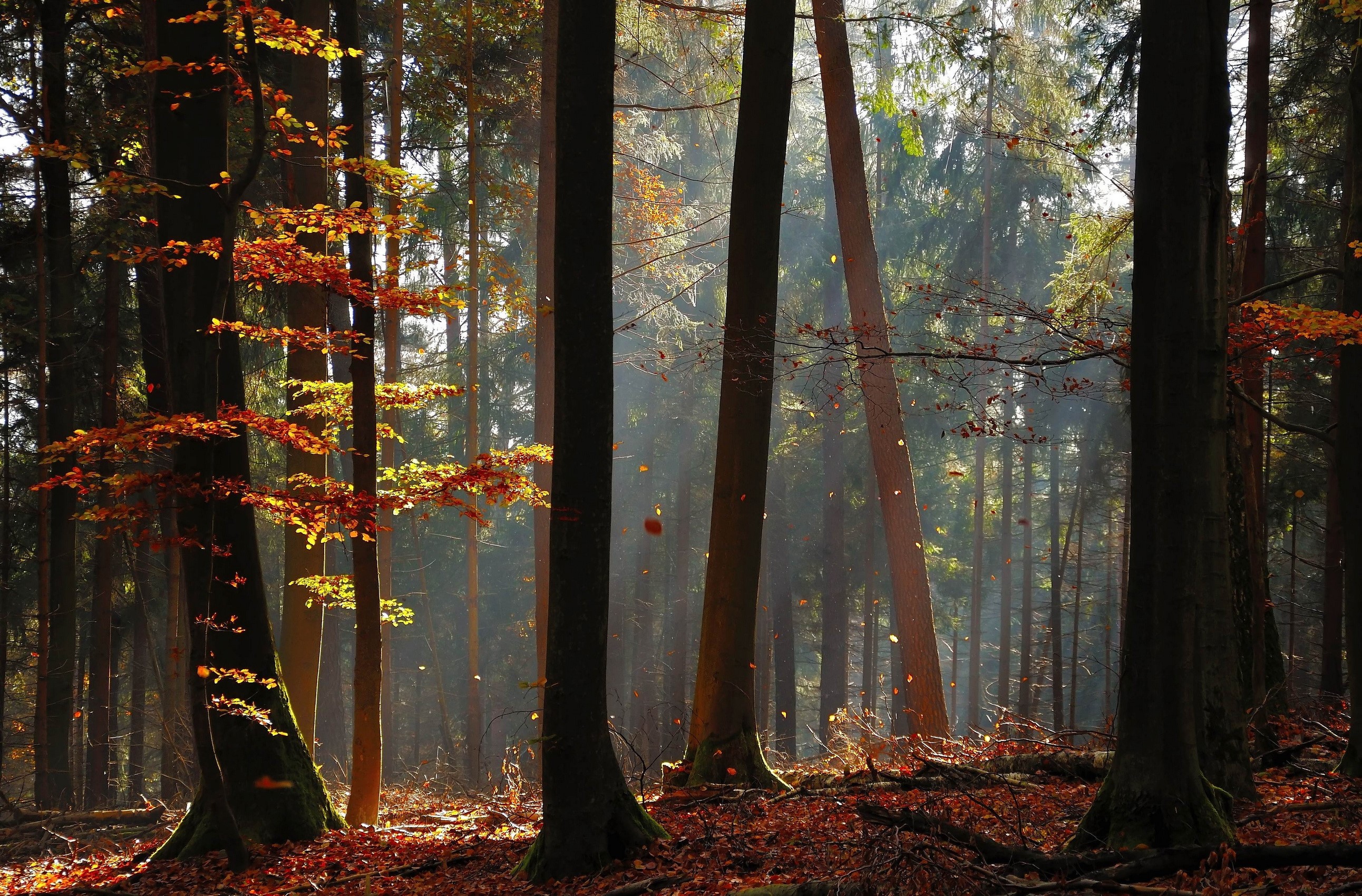 Sunlight filtering through trees in an autumn forest HD Wallpaper
