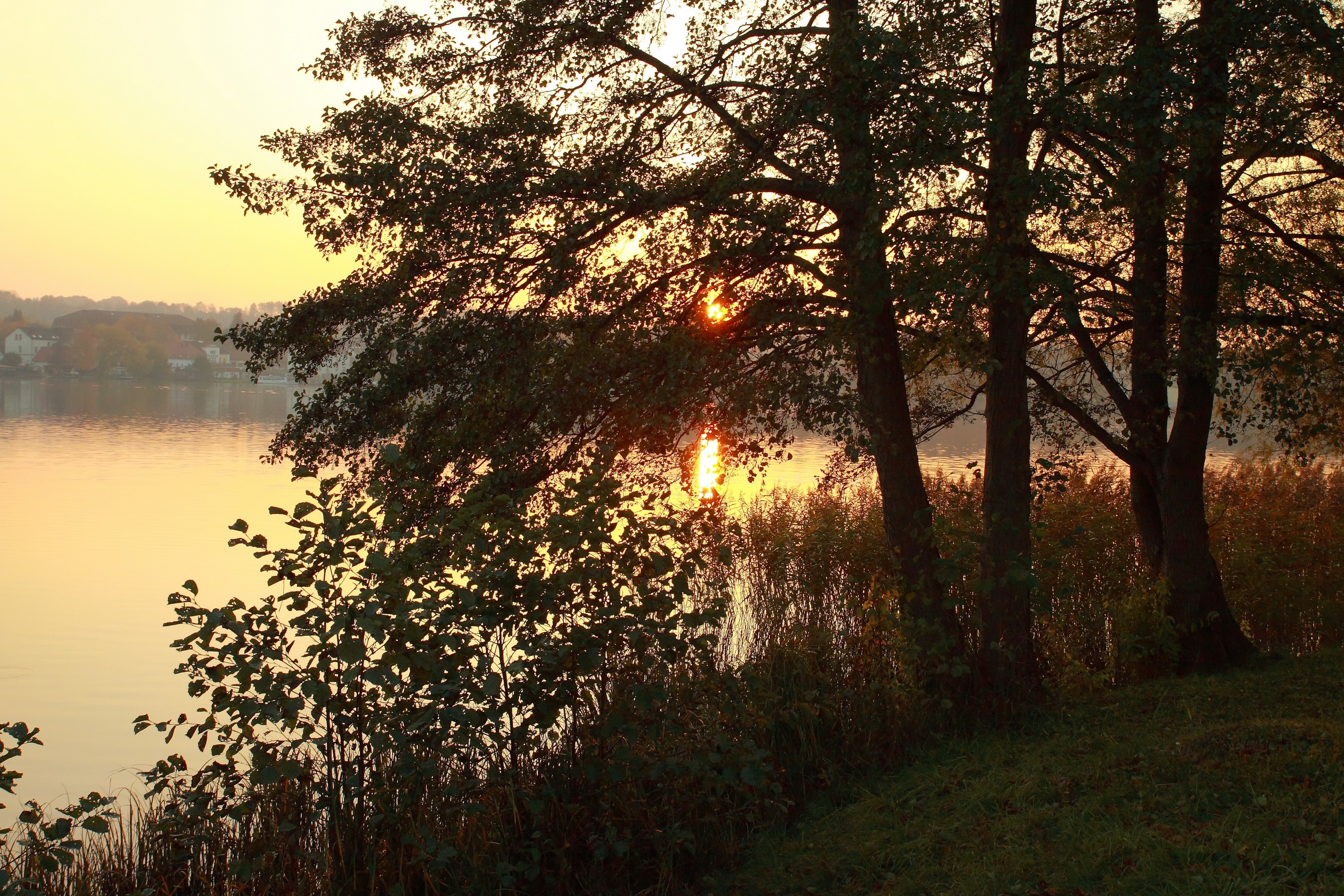 Sunset over a lake with trees and reeds HD Wallpaper