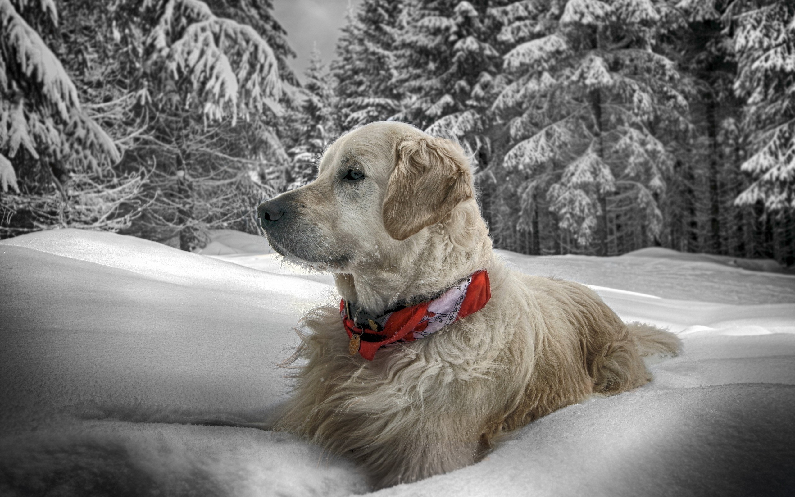 Golden Retriever dog in snow with red scarf HD Wallpaper