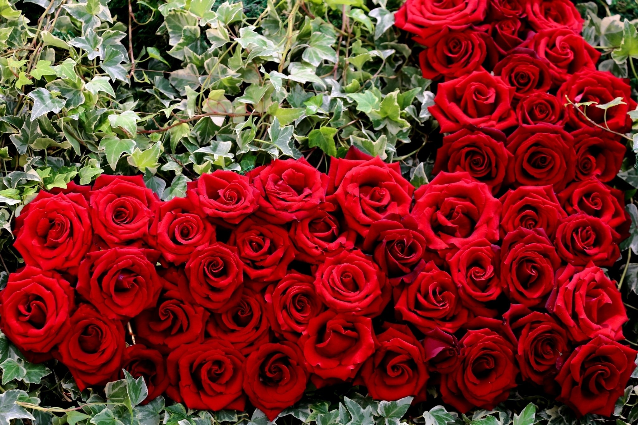 A large arrangement of red roses and ivy HD Wallpaper