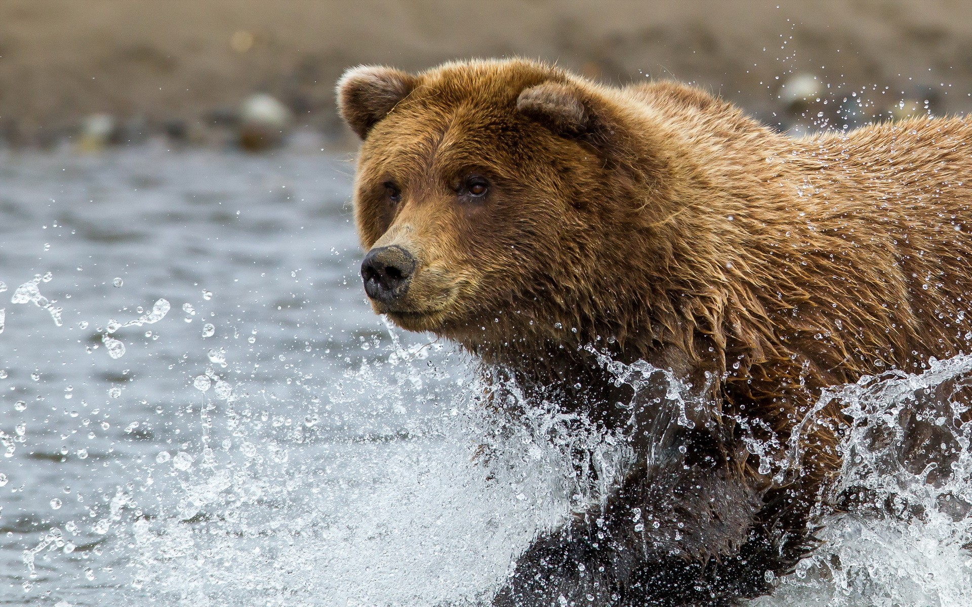 Brown bear running through water HD Wallpaper