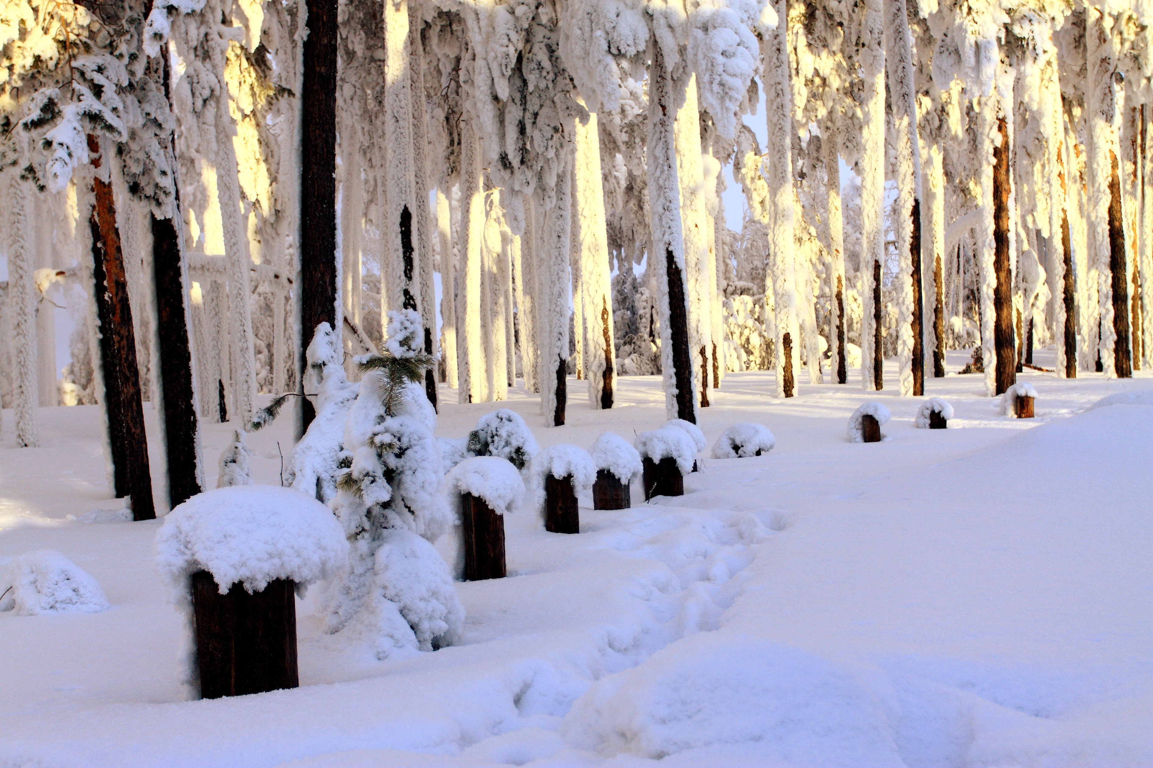 Snow-covered forest with trees laden with ice HD Wallpaper