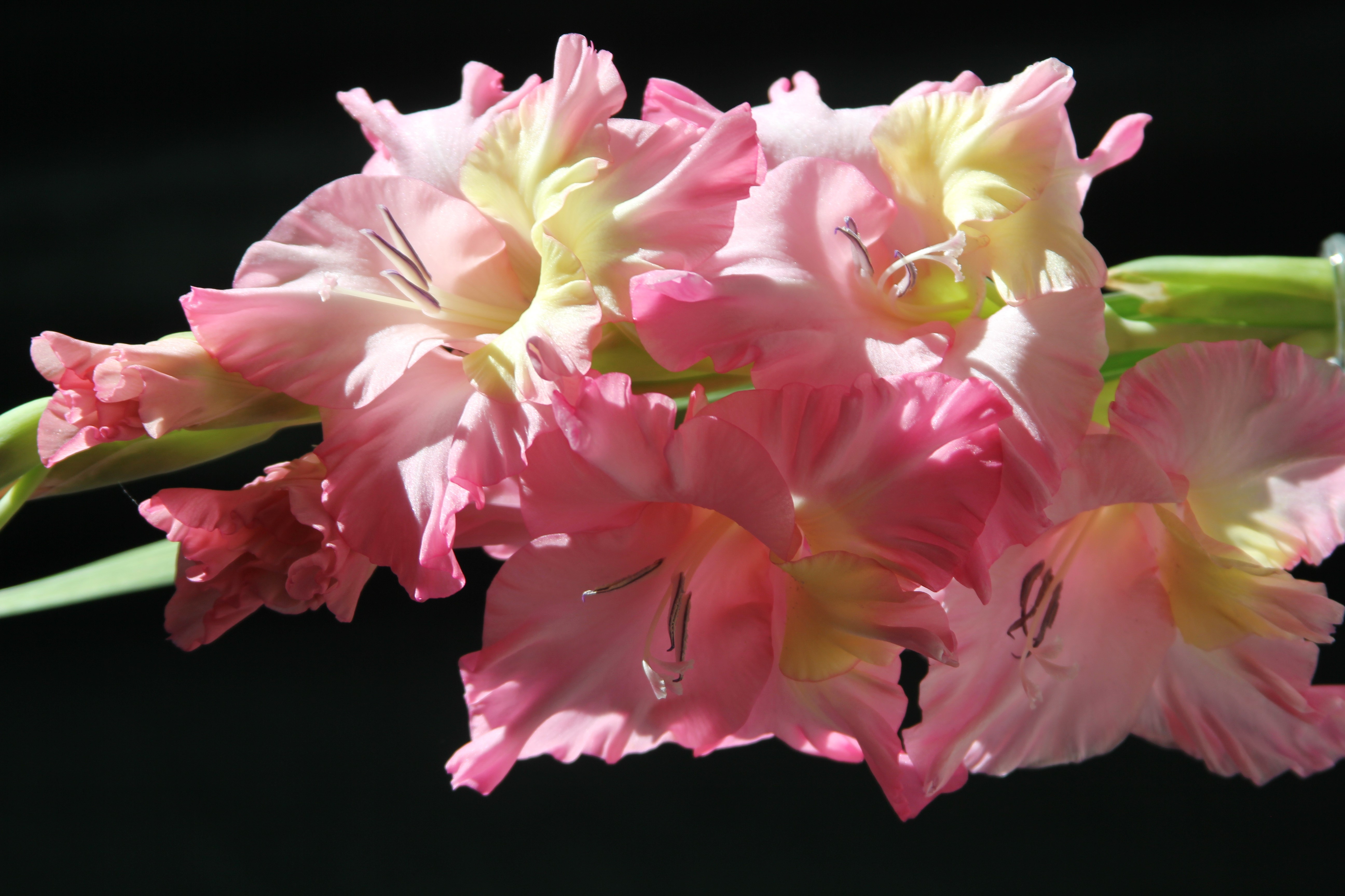 Pink Gladioluses HD Wallpaper