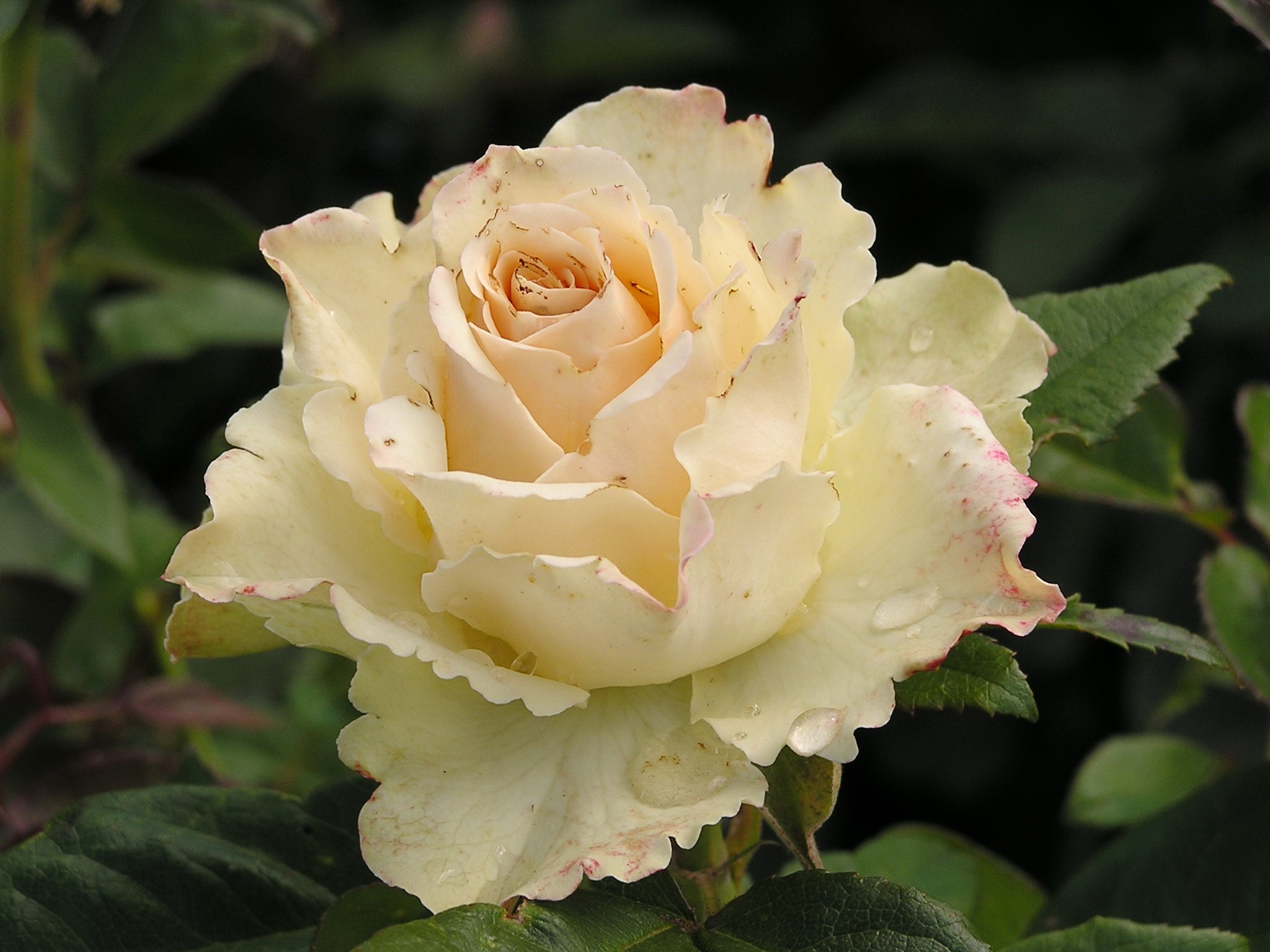 Our Vanilla rose with water droplets HD Wallpaper