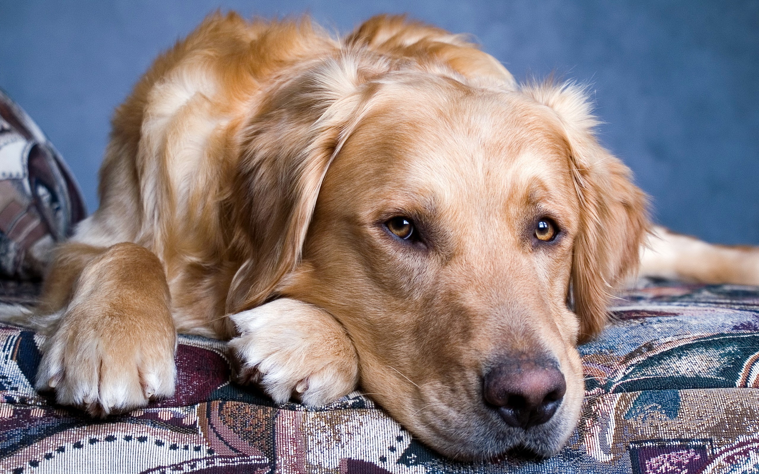 Golden Retriever dog lying down HD Wallpaper