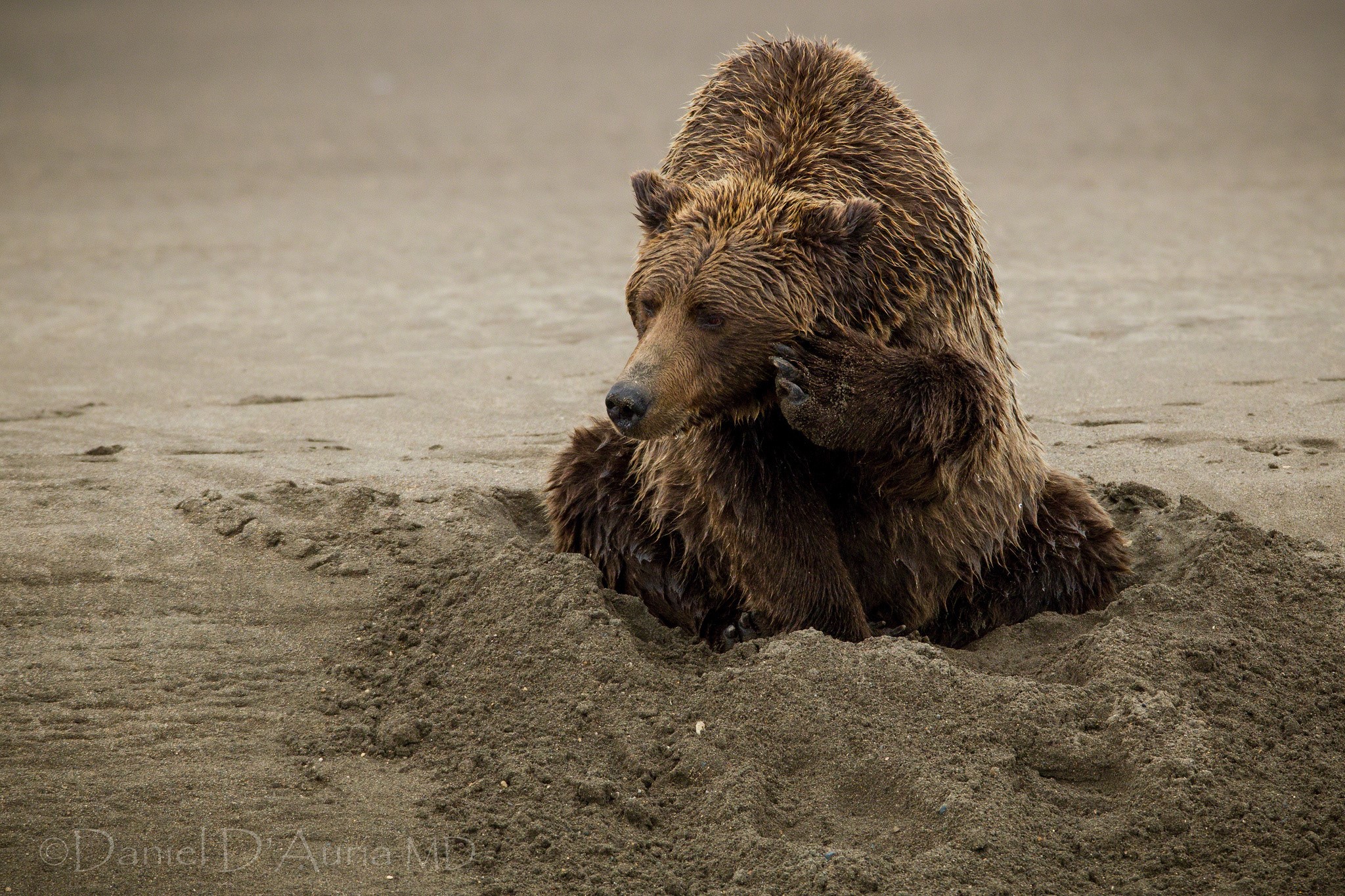 Brown bear sitting in sand on a beach HD Wallpaper
