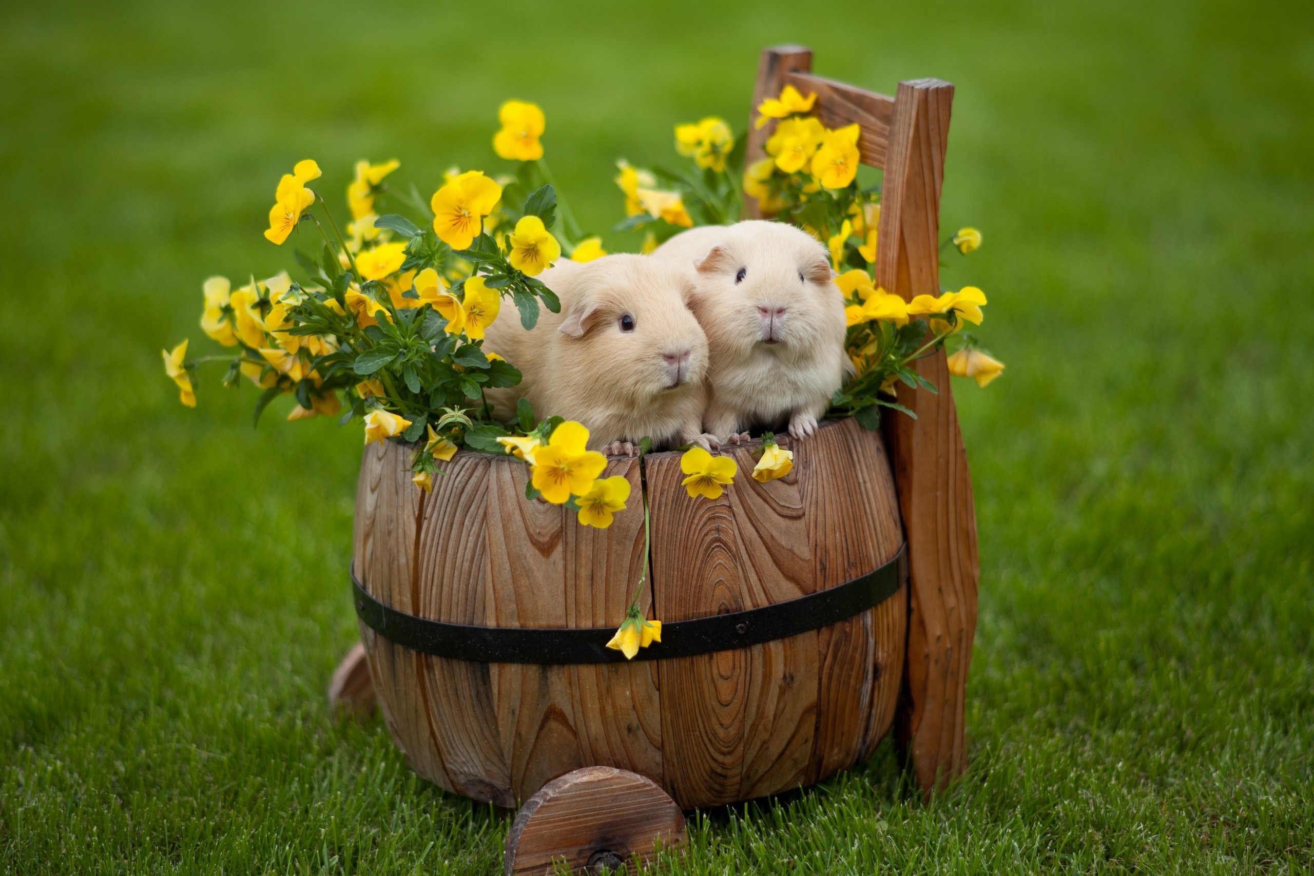 Two guinea pigs in a wooden barrel with yellow pansies HD Wallpaper