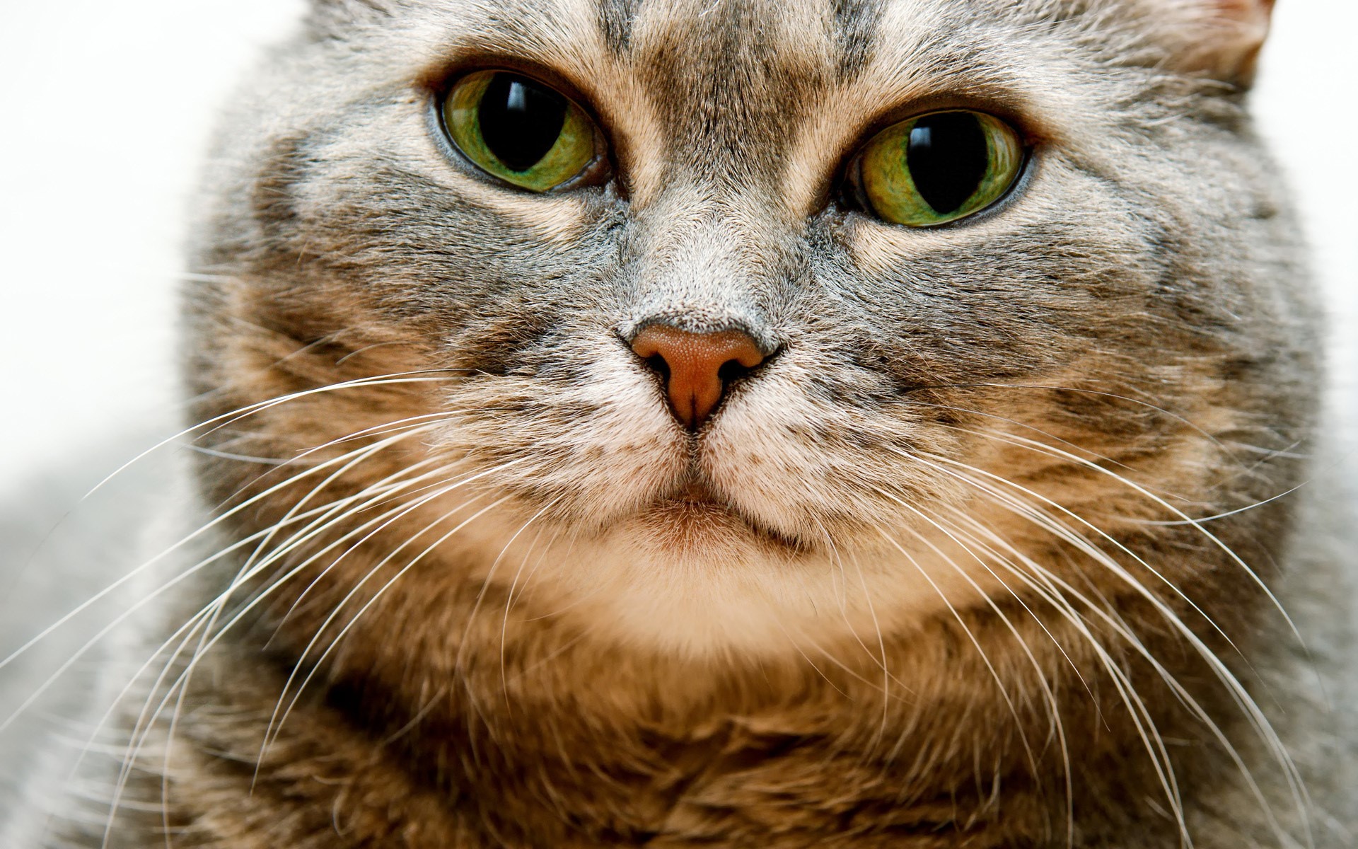 Close-up of a cat's face with green eyes HD Wallpaper