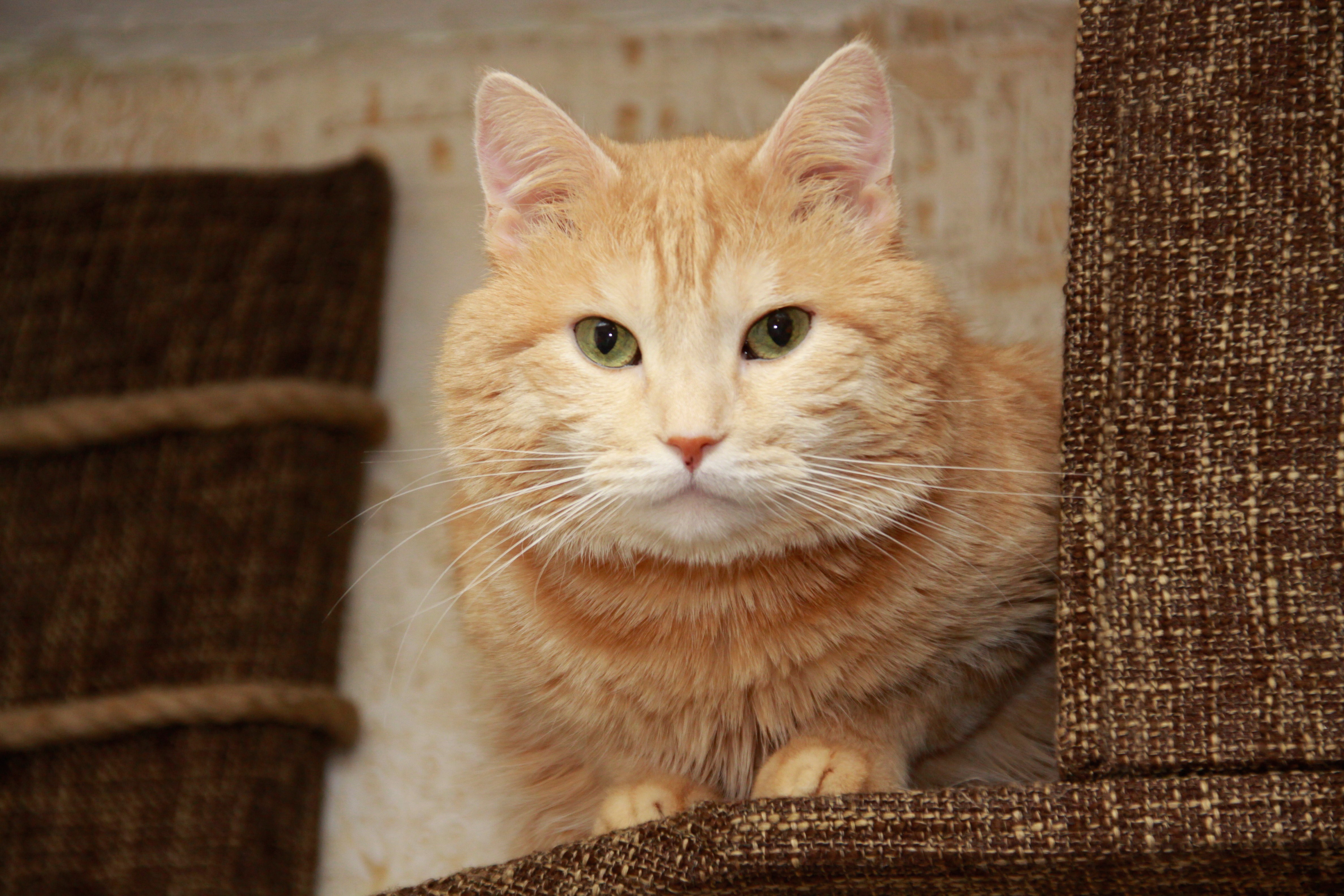 Orange cat with green eyes looking forward HD Wallpaper