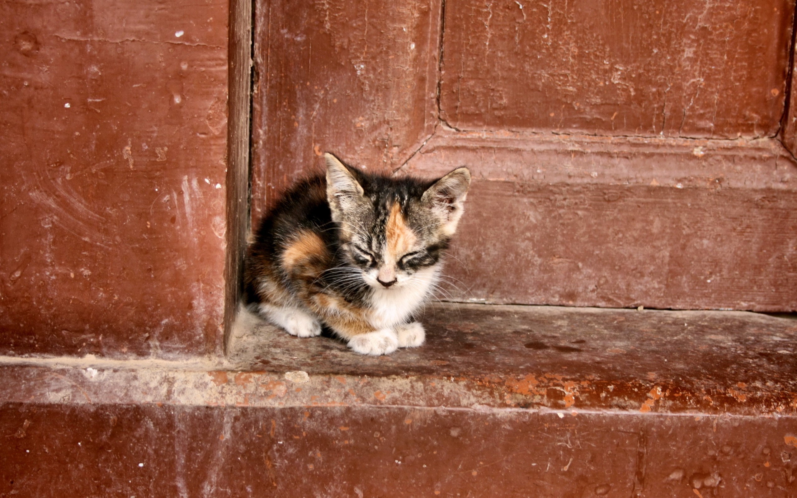 A calico kitten sleeping by a wooden door HD Wallpaper