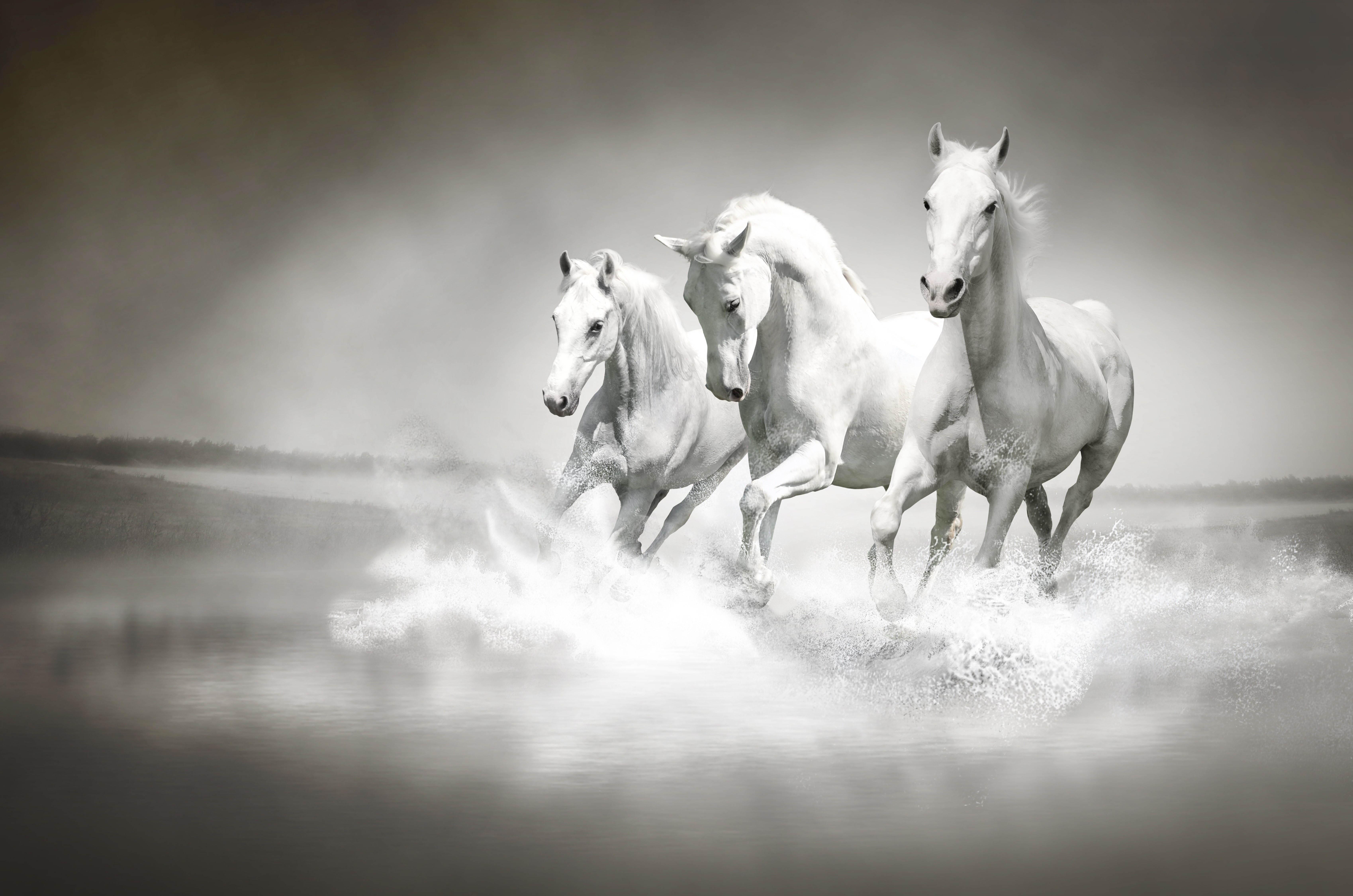 Three white horses running through water HD Wallpaper