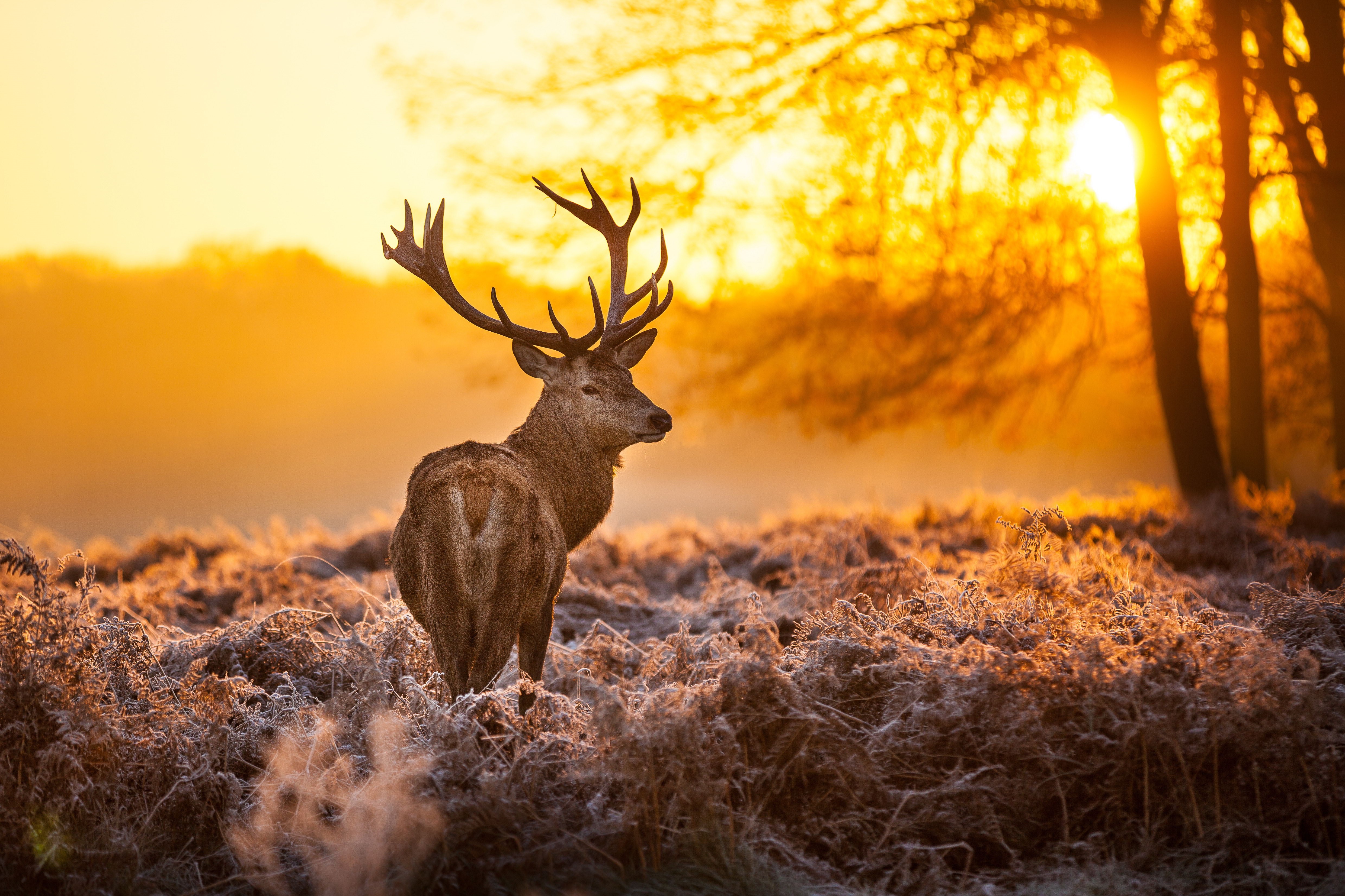 Deer in a frosty field at sunrise HD Wallpaper