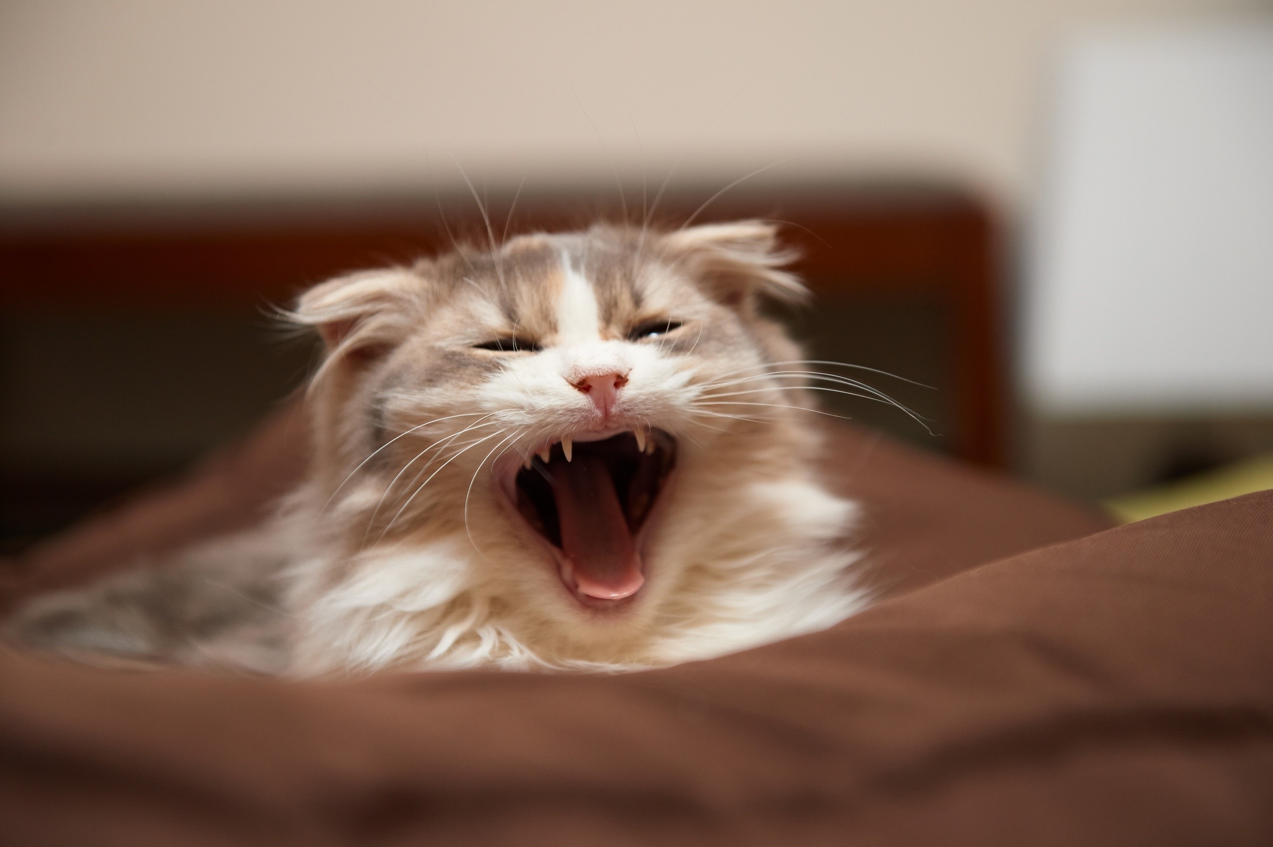 Fluffy cat yawning widely on a brown blanket HD Wallpaper