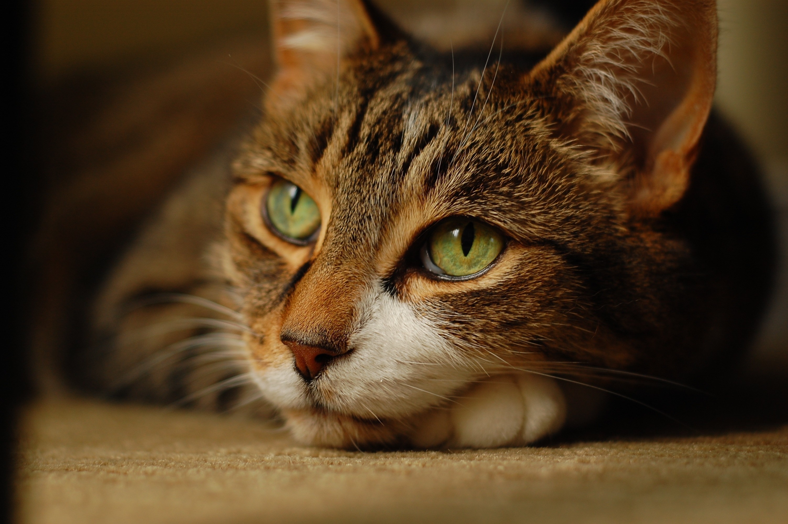 Close-up of a tabby cat's face HD Wallpaper