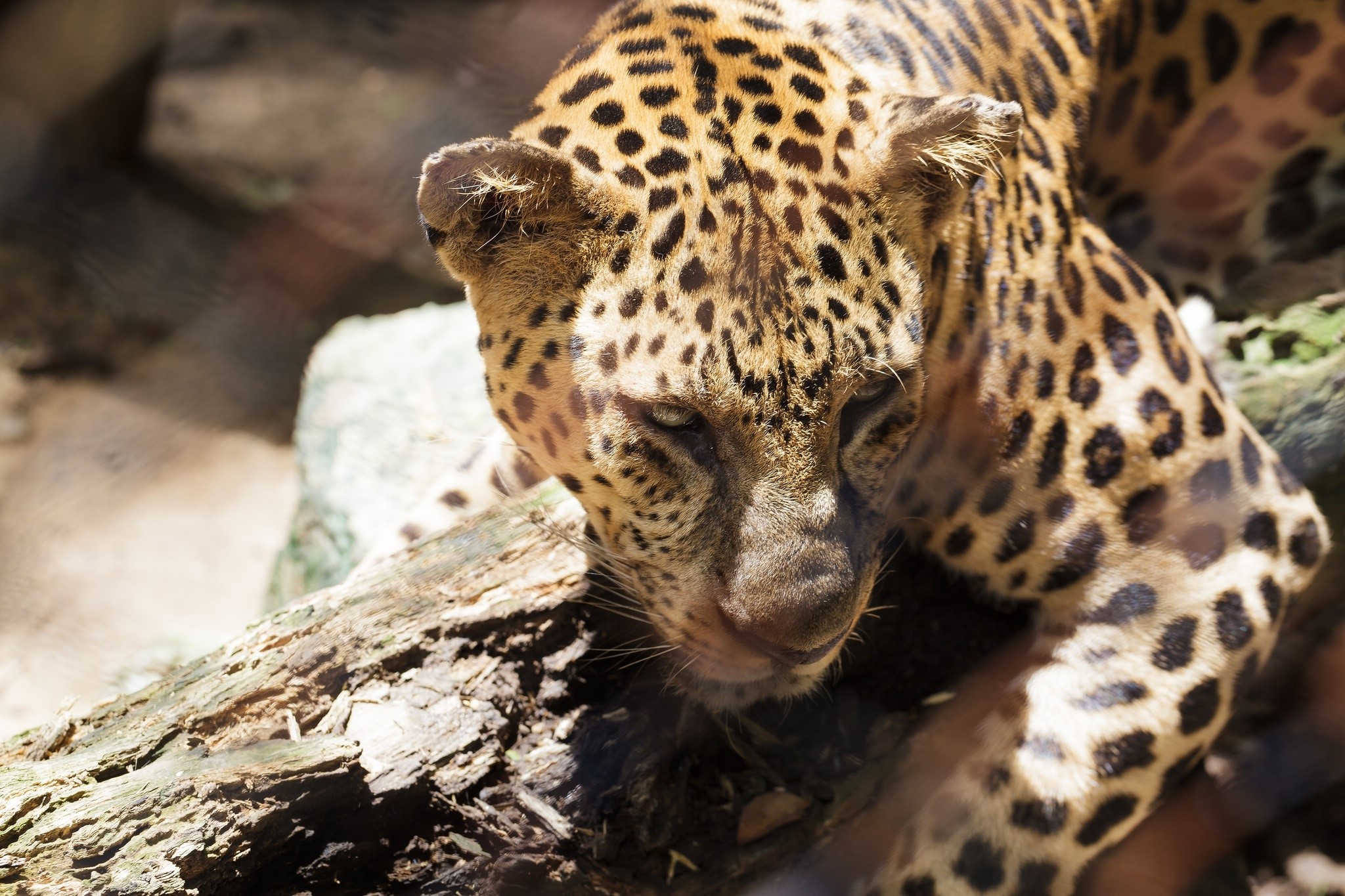Leopard resting on a log HD Wallpaper