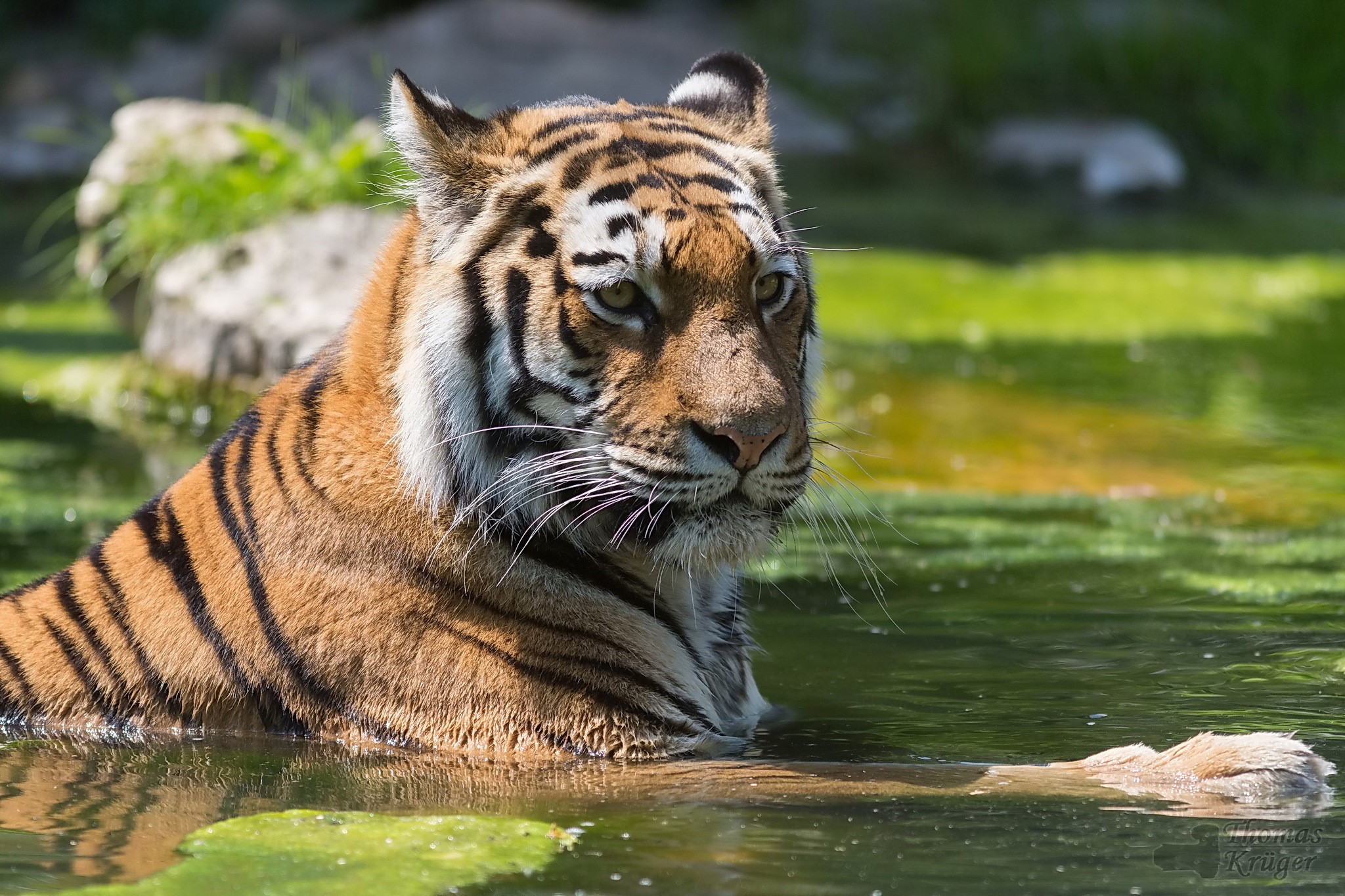 Tiger in water looking to the side HD Wallpaper