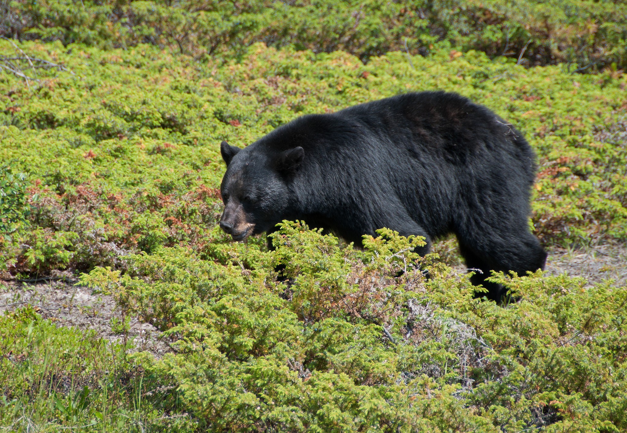 Black bear foraging in dense green undergrowth HD Wallpaper
