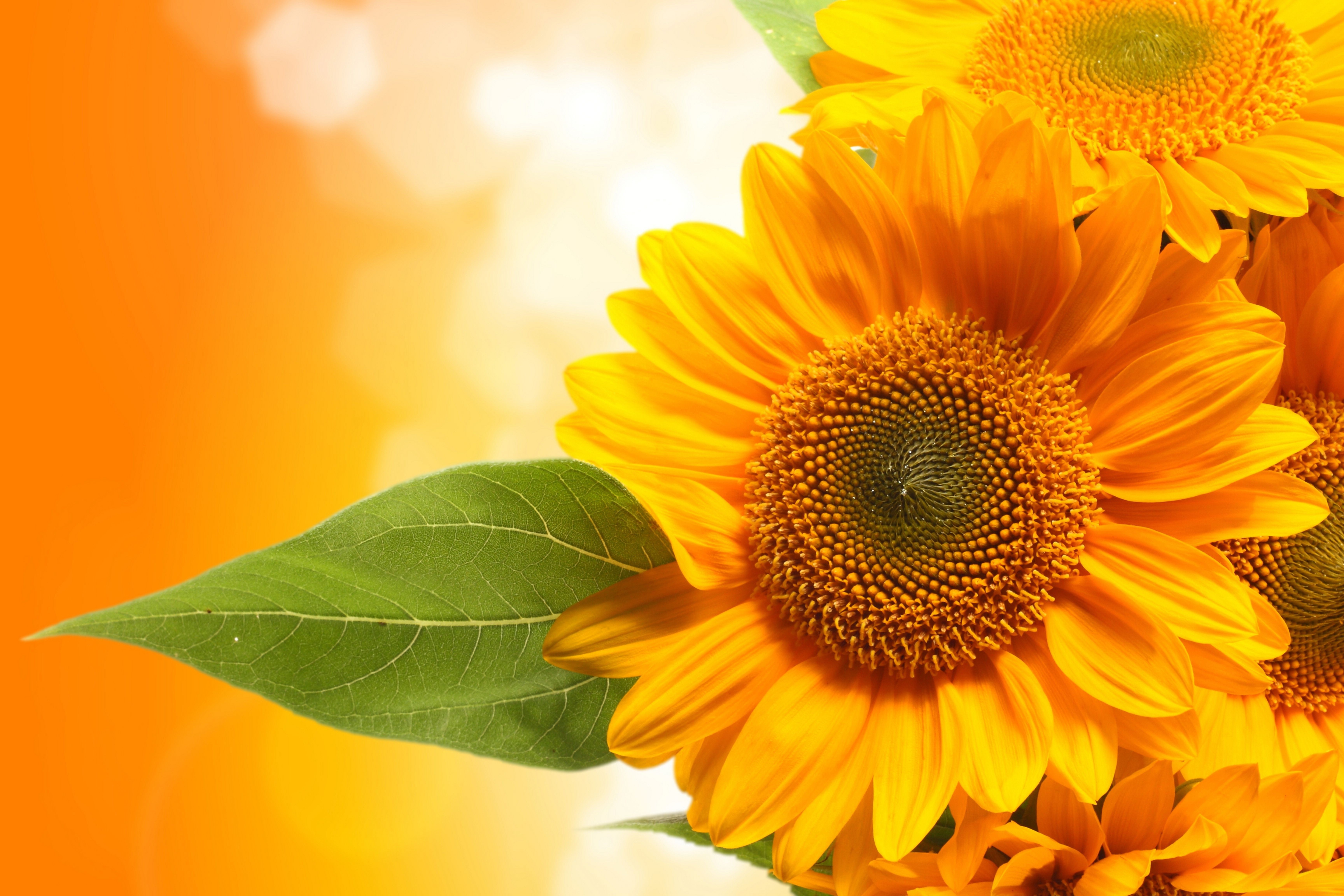 Sunflowers with orange background HD Wallpaper