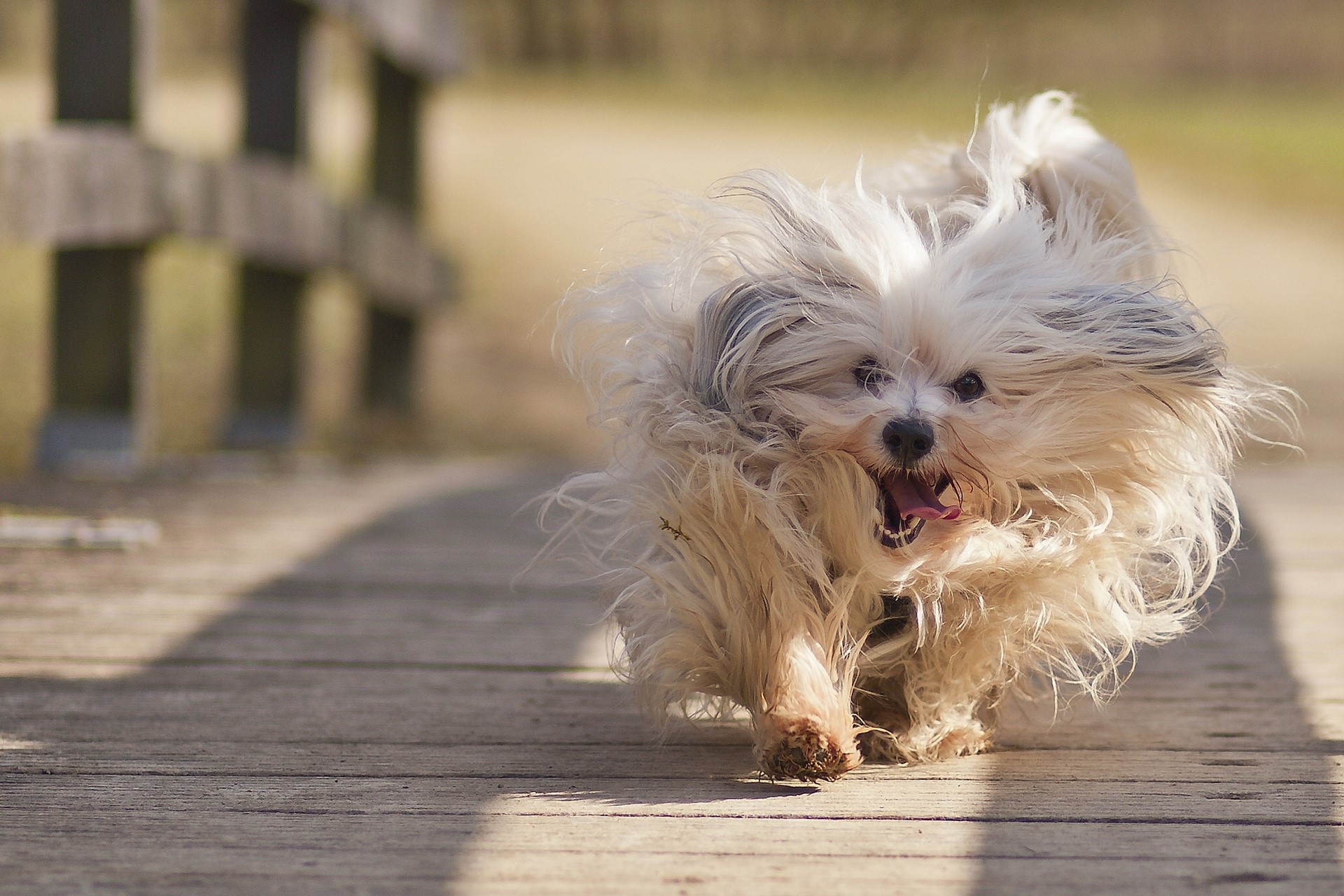 A fluffy white dog runs on a wooden bridge HD Wallpaper