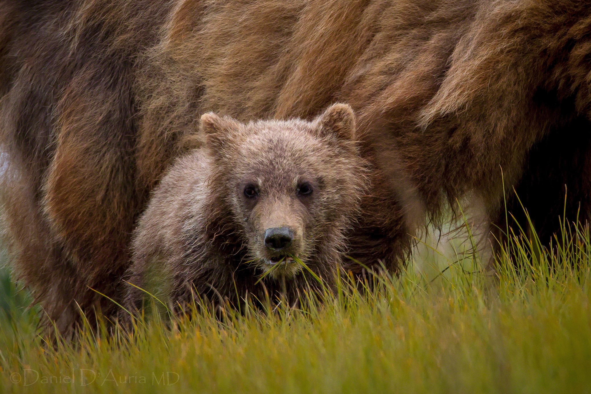 A young bear cub peeks out from behind its mother in tall grass. HD Wallpaper