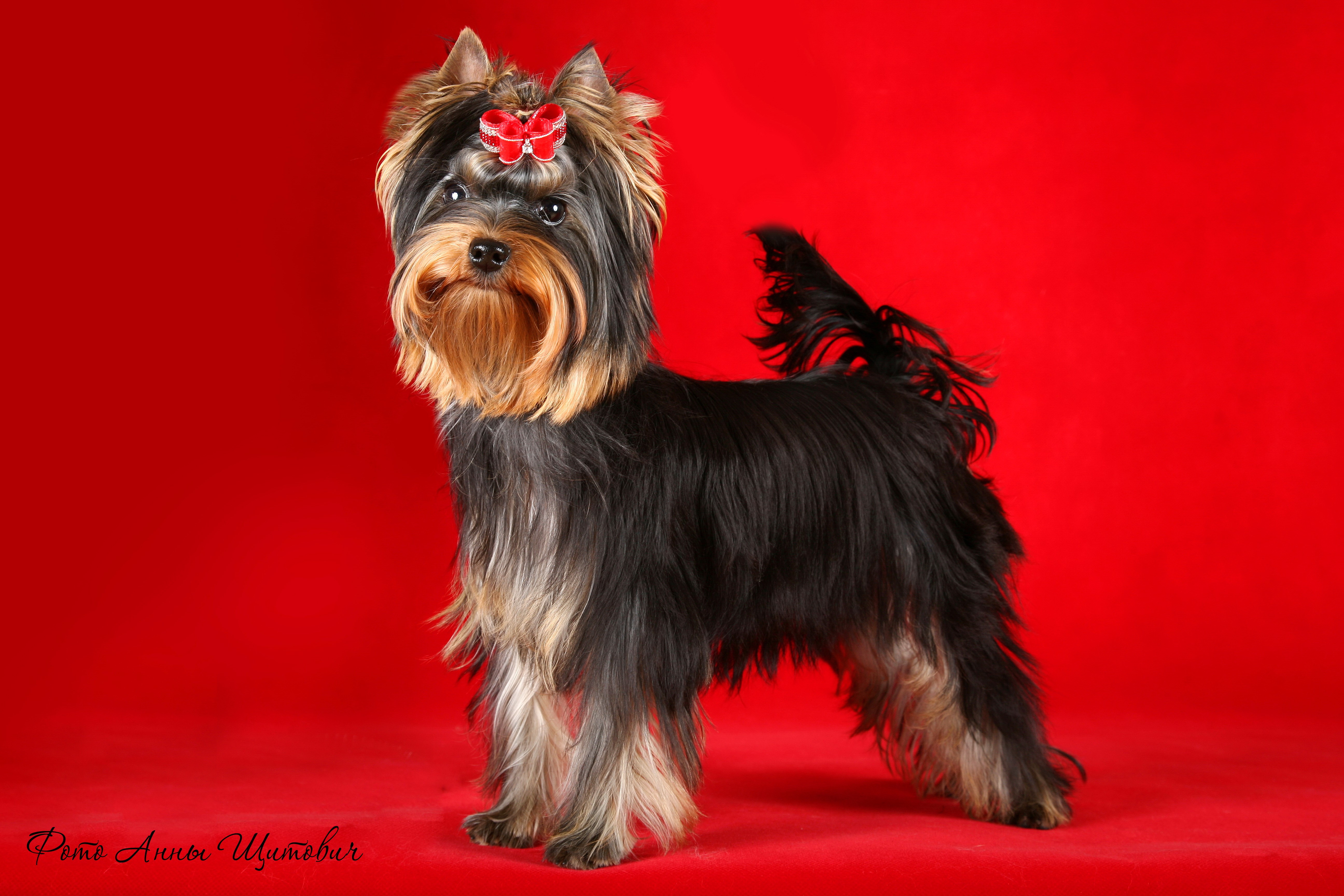 Yorkshire Terrier with a red bow HD Wallpaper