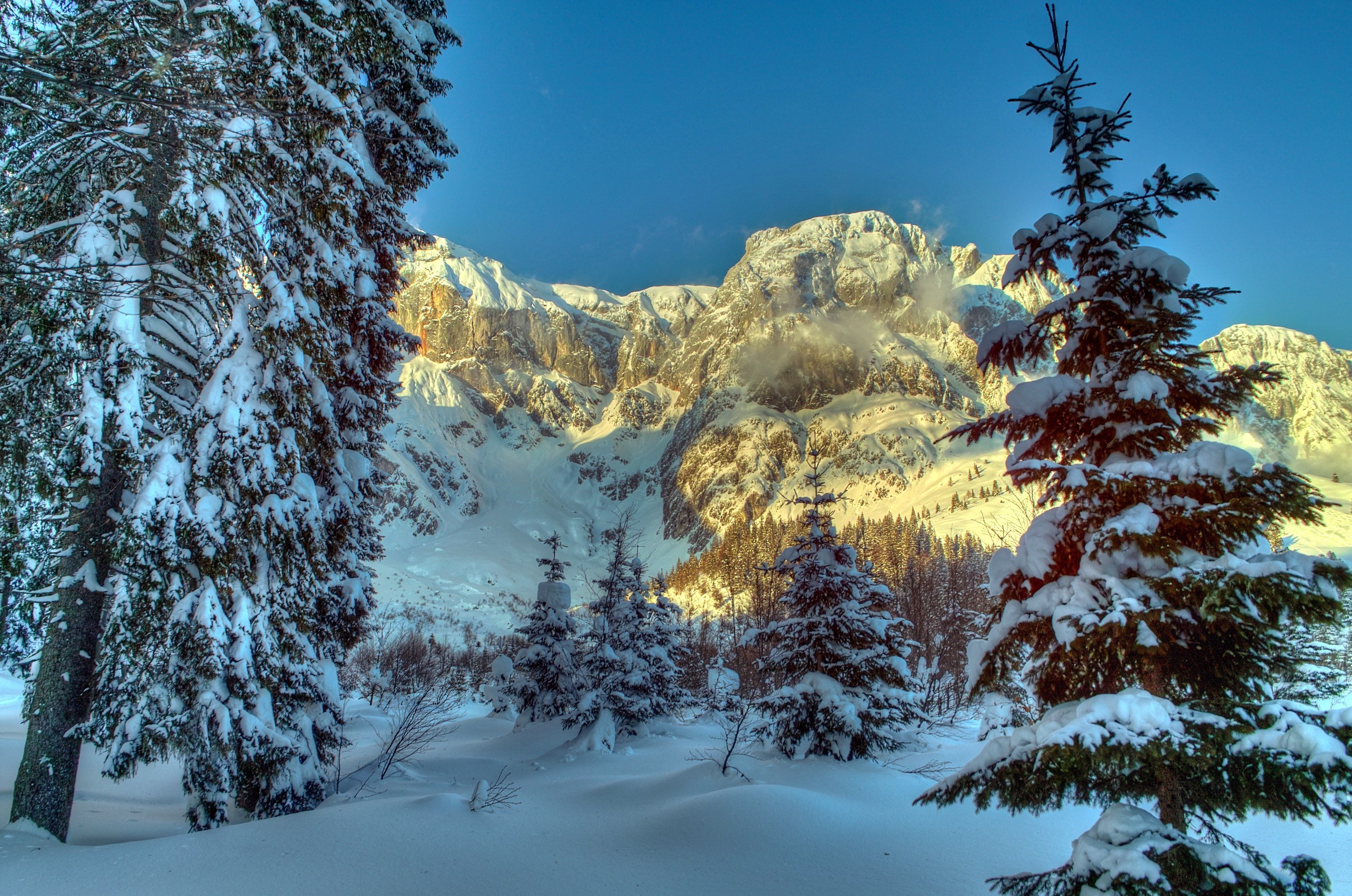Snowy Spruce Trees in the Alps, Austria HD Wallpaper