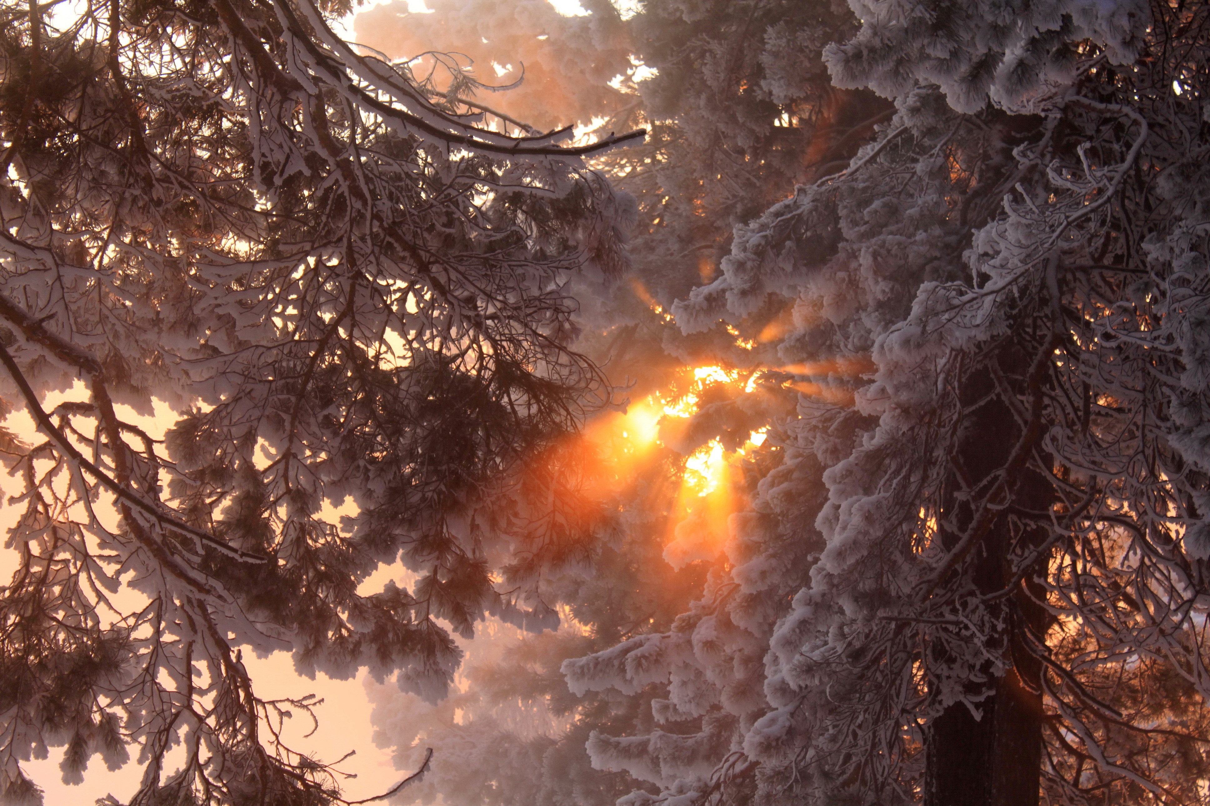 Winter sunbeams through snow-covered branches HD Wallpaper
