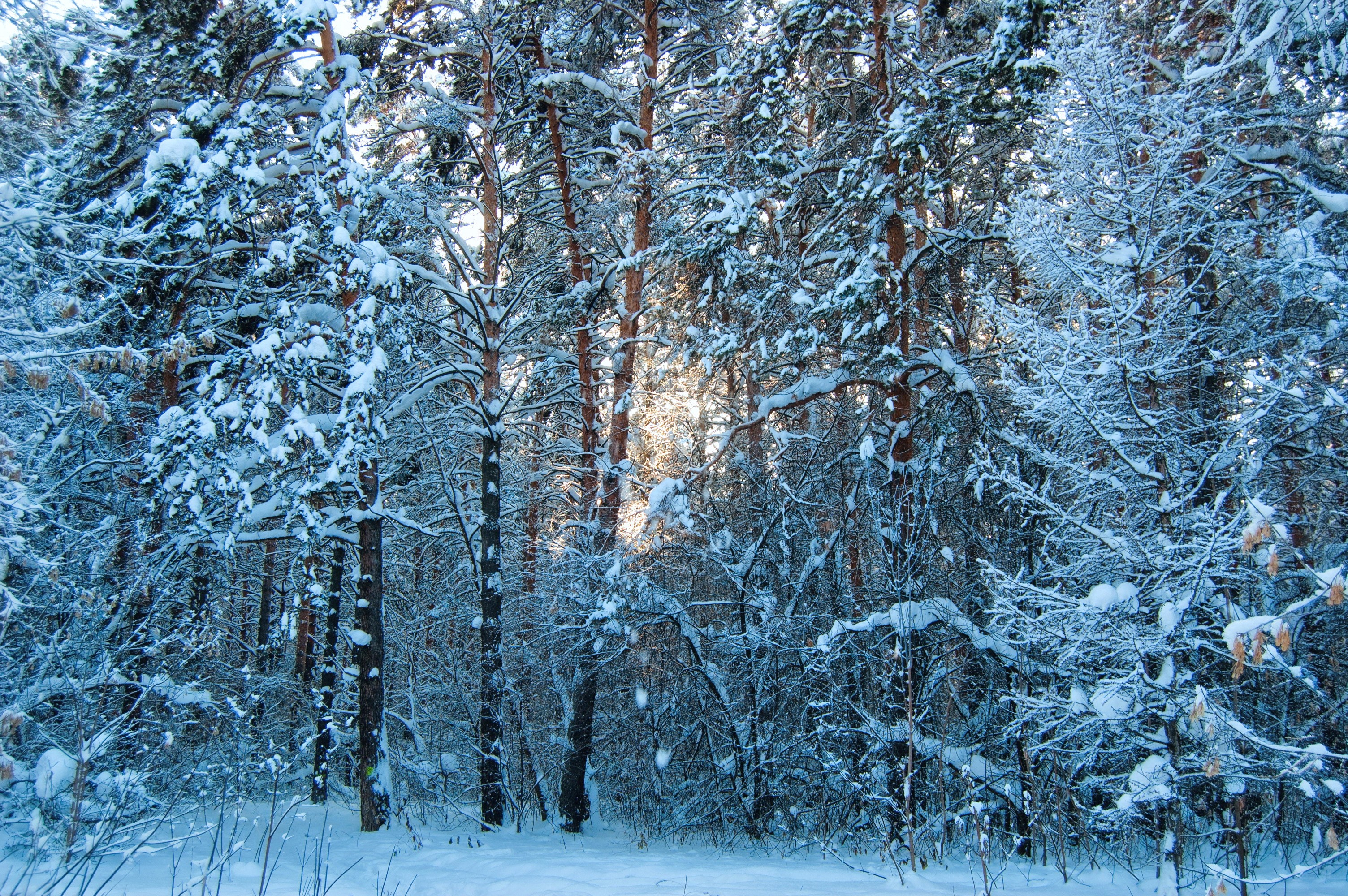 Snow-covered pine forest in winter sunlight HD Wallpaper