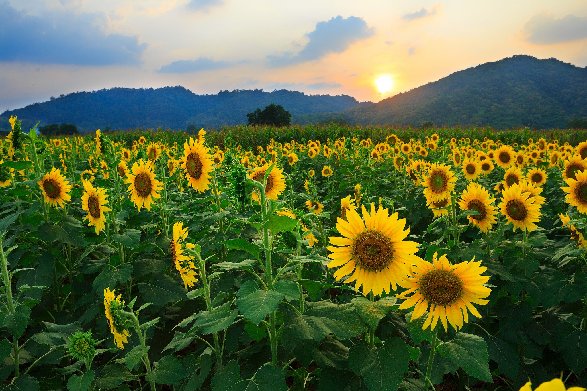 Field of sunflowers at sunset with mountains HD Wallpaper