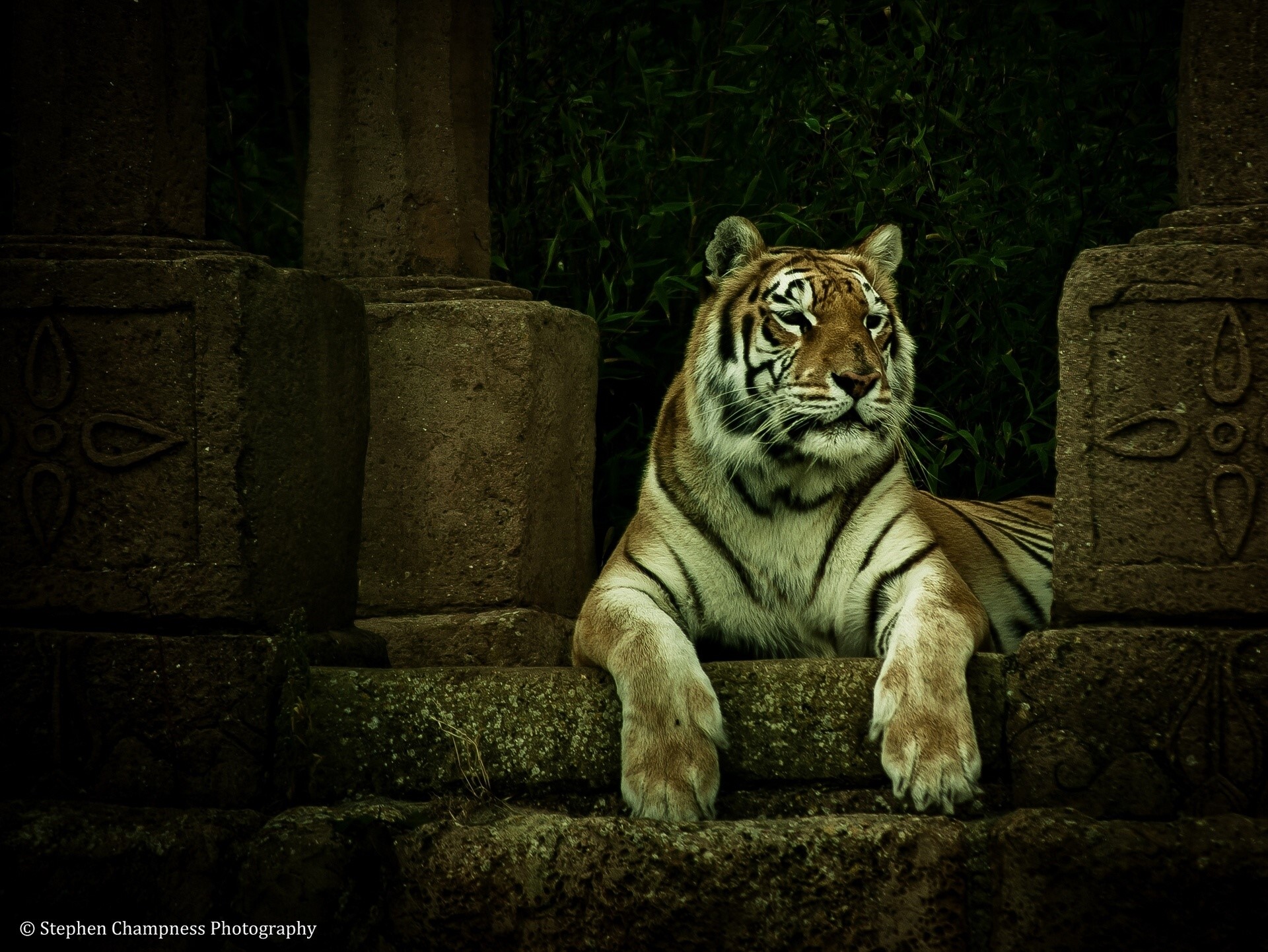Tiger resting on stone ruins HD Wallpaper