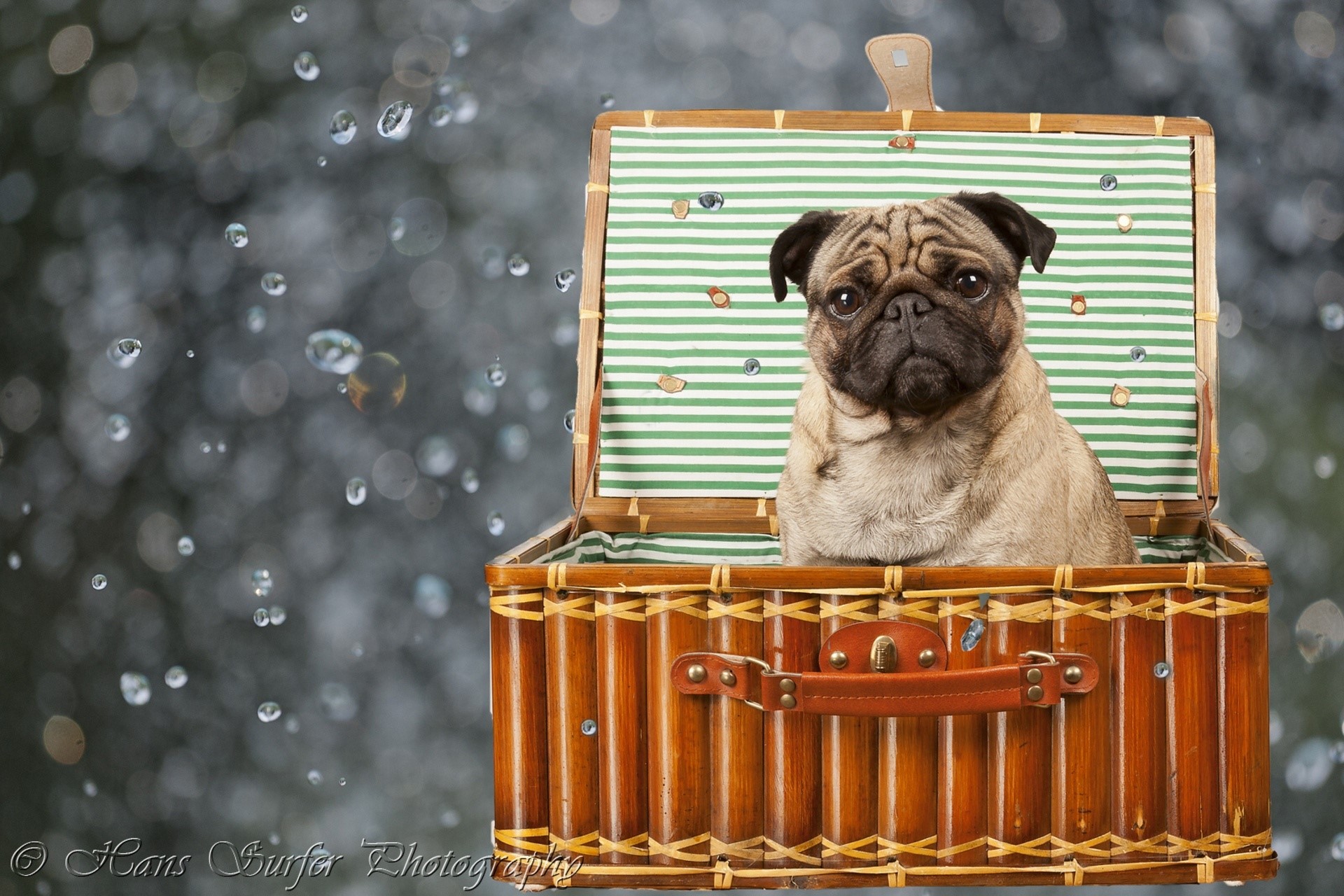 Pug sitting in a picnic basket with water drops HD Wallpaper